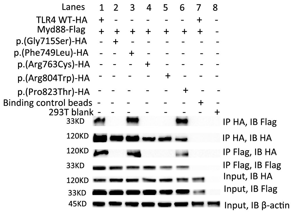 Western blot image showing protein expression across eight lanes labeled with different conditions, such as TLR4 WT-HA, Myd88-Flag, and various mutations. Bands appear at 33KD and 120KD. Lanes include binding control beads and a 293T blank control. IB and IP antibodies target HA, Flag, and β-actin.