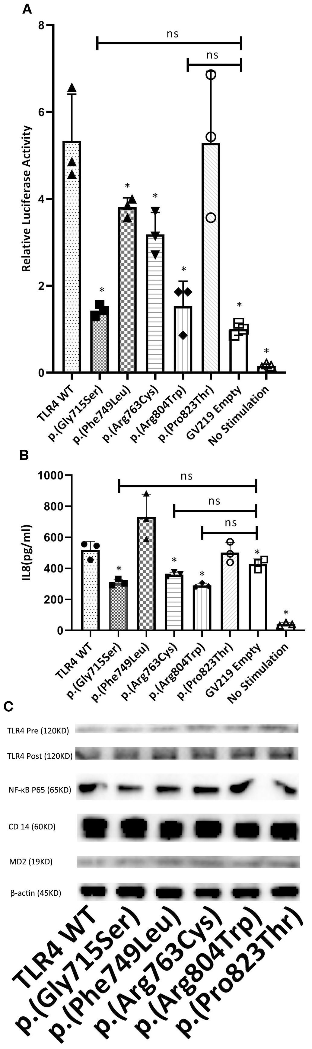 Bar graphs and a western blot image present experimental data. Panel A shows relative luciferase activity among different mutants and controls, with significant differences marked by asterisks. Panel B displays interleukin 8 levels in picograms per milliliter, with comparisons annotated as not significant. Panel C features a western blot illustrating protein levels of TLR4, NF-κB P65, CD14, MD2, and β-actin across different conditions.