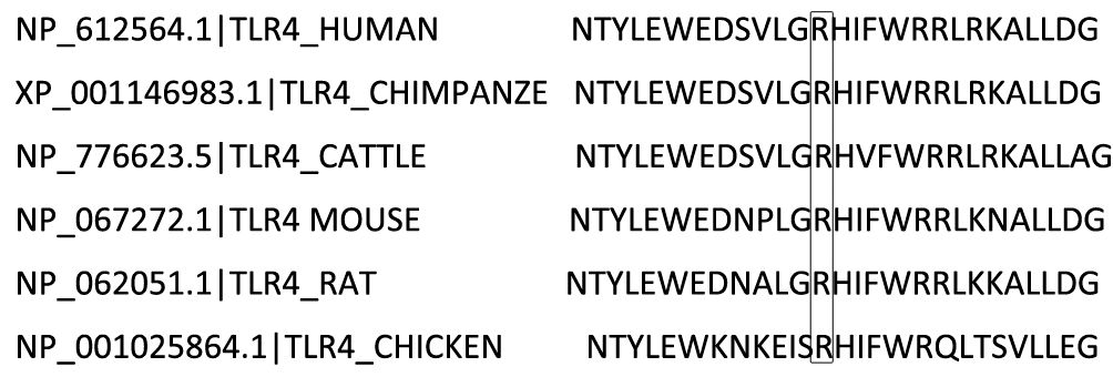 Sequences of TLR4 protein variants from different species, labeled with their accession numbers. Each sequence features amino acid codes highlighting similarities and differences, with certain sections boxed for emphasis. Species include human, chimpanzee, cattle, mouse, rat, and chicken.