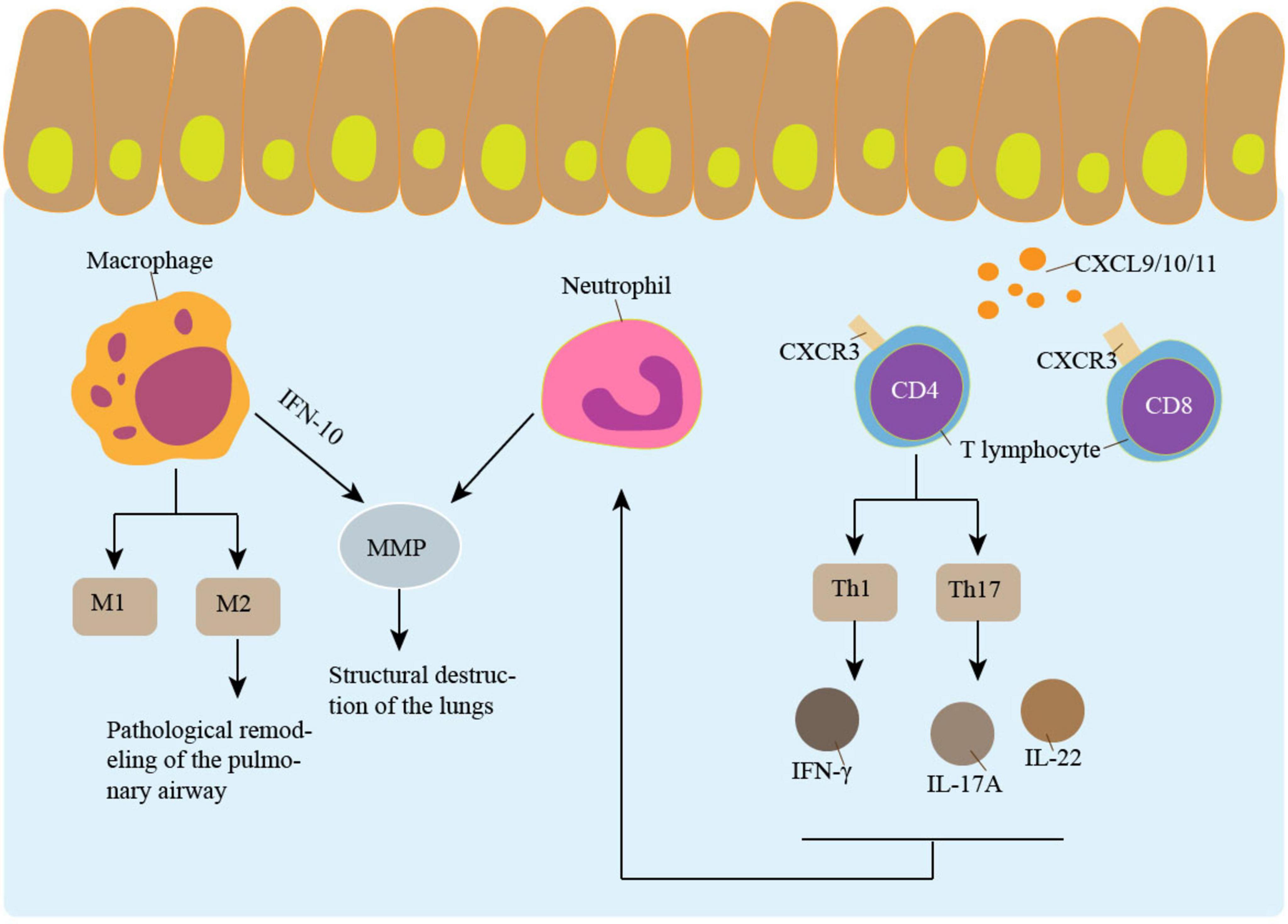 Diagram illustrating cell interactions leading to lung structural destruction.The imbalance in macrophage polarization, with an increase in M2 polarization, may be related to airway remodeling. Macrophages and neutrophils promote the release of MMPs, leading to lung structural damage. The CXCL 9/10/11-CXCR3 axis promotes the accumulation of T lymphocytes, which can exert pro-inflammatory effects by secreting various cytokines.