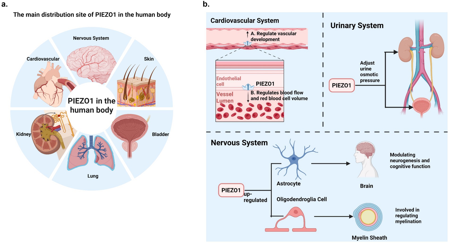 Diagram showing PIEZO1 distribution and functions in the human body. Panel (a) illustrates PIEZO1 sites in the cardiovascular system, nervous system, skin, kidney, bladder, and lungs. Panel (b) details PIEZO1’s roles: in the cardiovascular system, it regulates vascular development, blood flow, and red blood cell volume; in the urinary system, it adjusts urine osmotic pressure; in the nervous system, it influences neurogenesis, cognitive function, and regulates myelination through astrocytes and oligodendroglia cells.