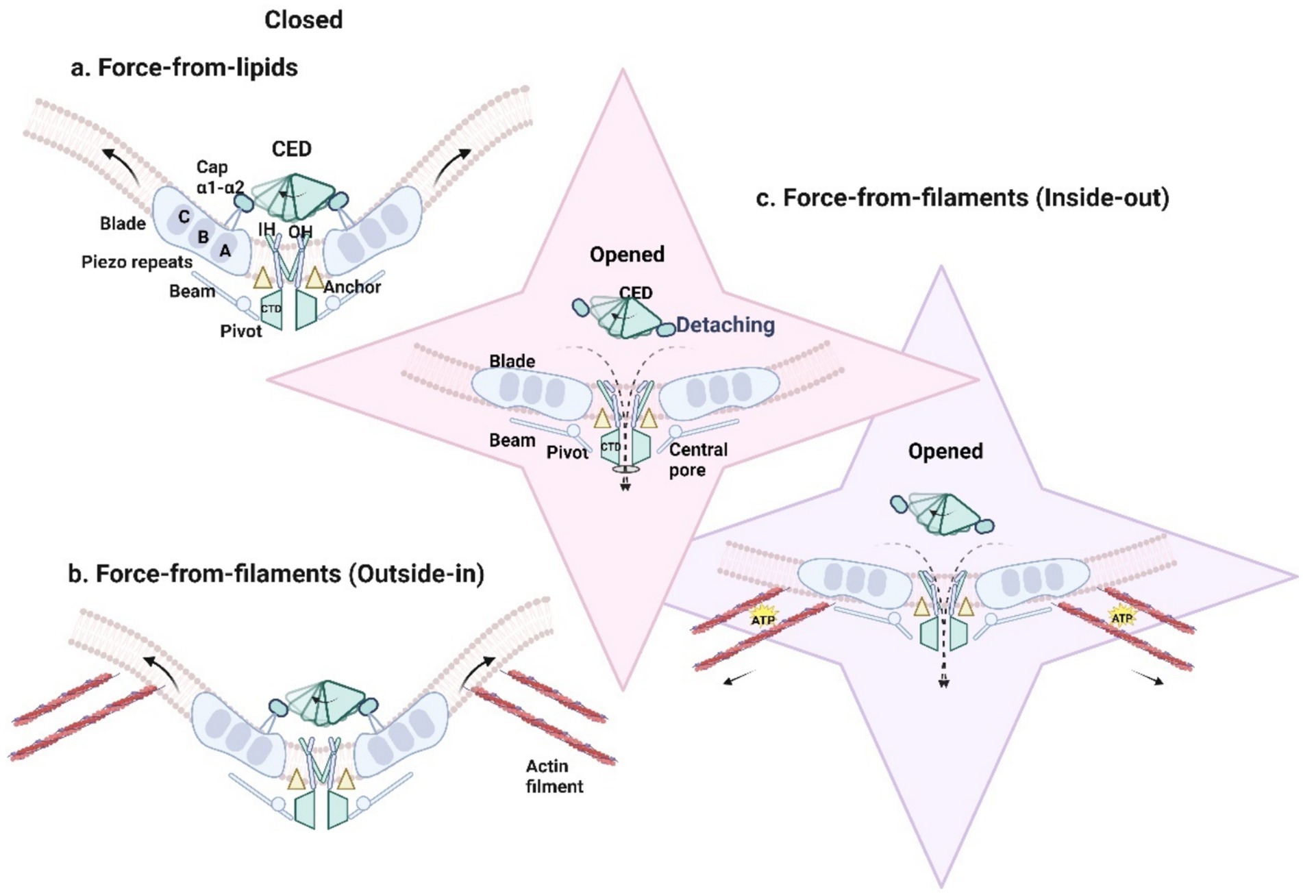 Diagram showing mechanisms of Piezo channels opening. (a) Force-from-lipids: Closed state with labeled components like Blade and Pivot. (b) Force-from-filaments (Outside-in): Actin filaments apply force to open channel. (c) Force-from-filaments (Inside-out): Channel opens in response to internal force, showing detached elements. Each step illustrates structural changes and interactions affecting the central pore.