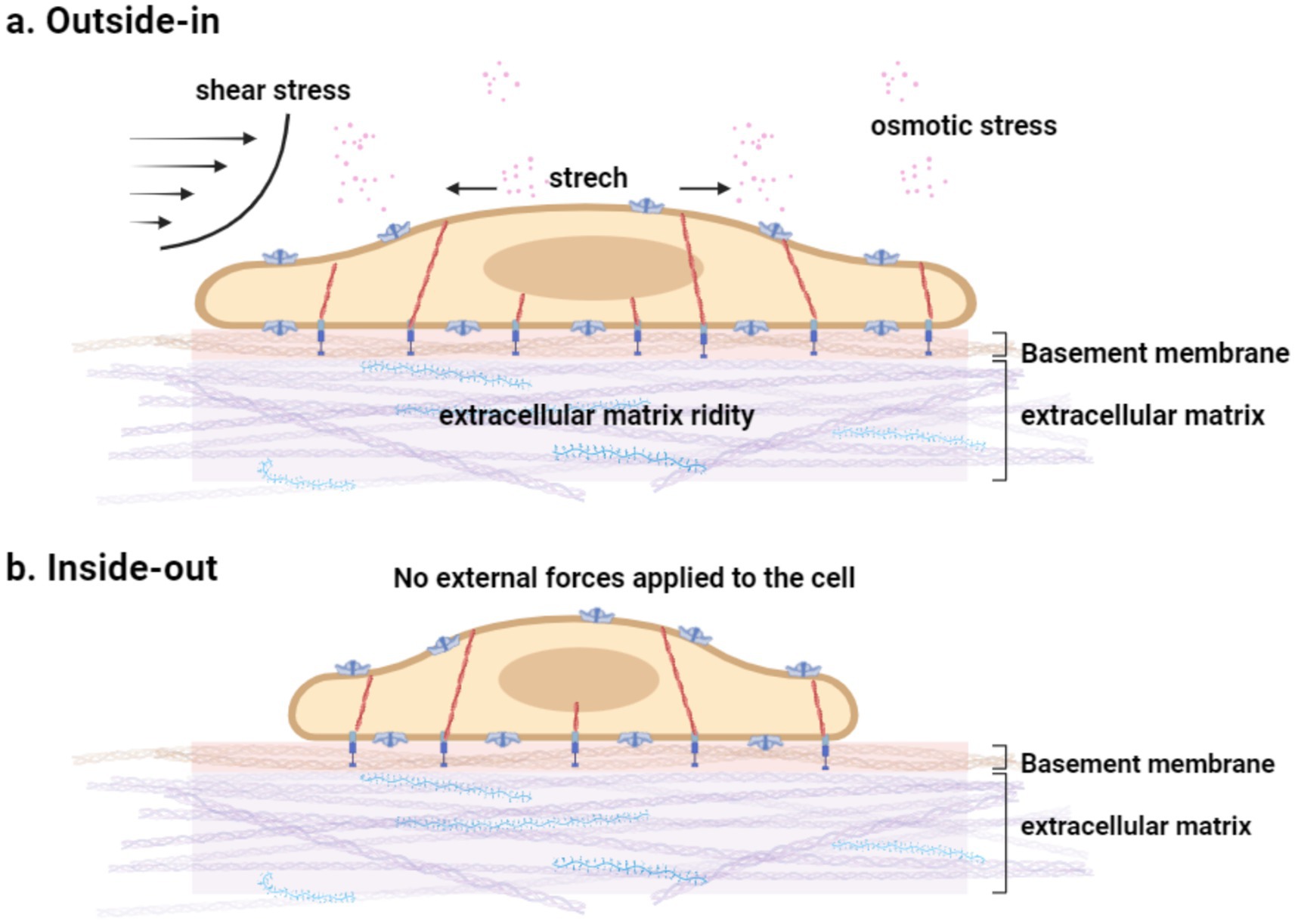 Diagram illustrating two modes of cellular mechanotransduction. In (a)