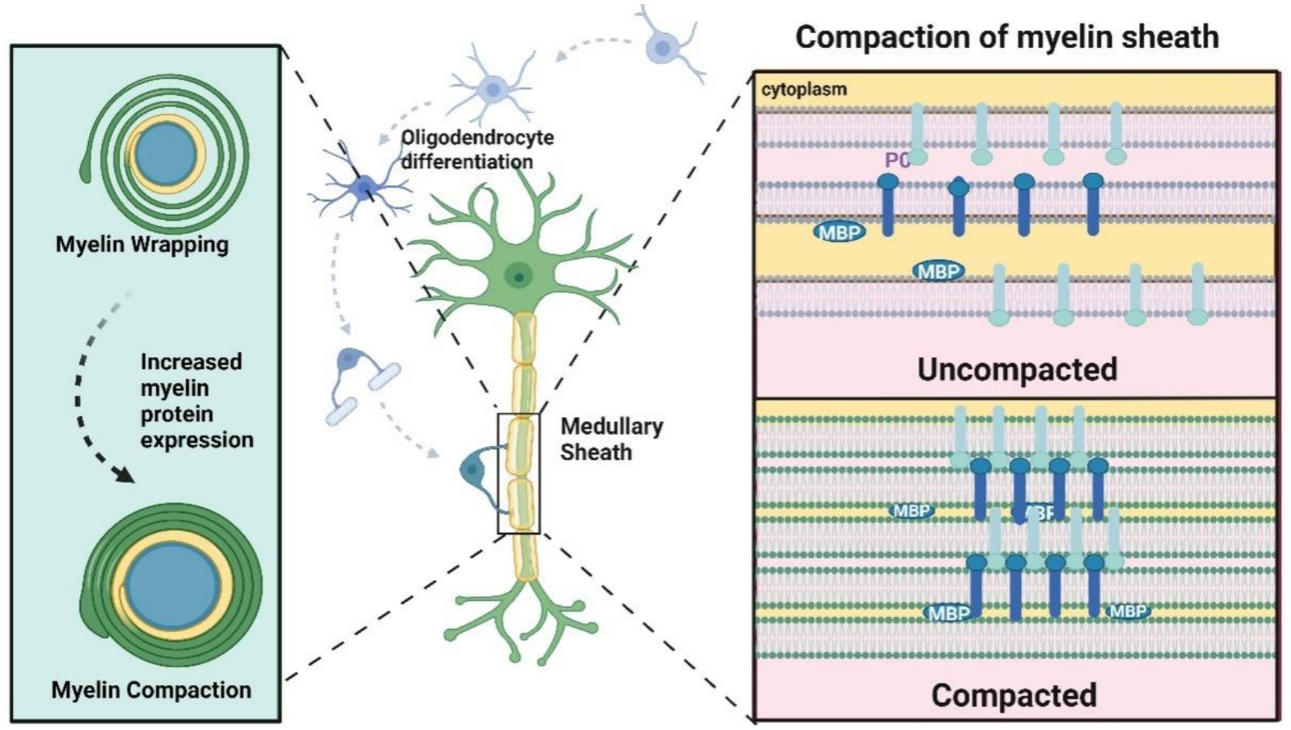 Diagram illustrating the process of myelin sheath formation and compaction. The left section shows myelin wrapping with increased protein expression, led by oligodendrocyte differentiation. The central image depicts a neuron with a medullary sheath. The right section compares uncompact and compact myelin sheaths, highlighting differences in membrane structure and protein arrangement.