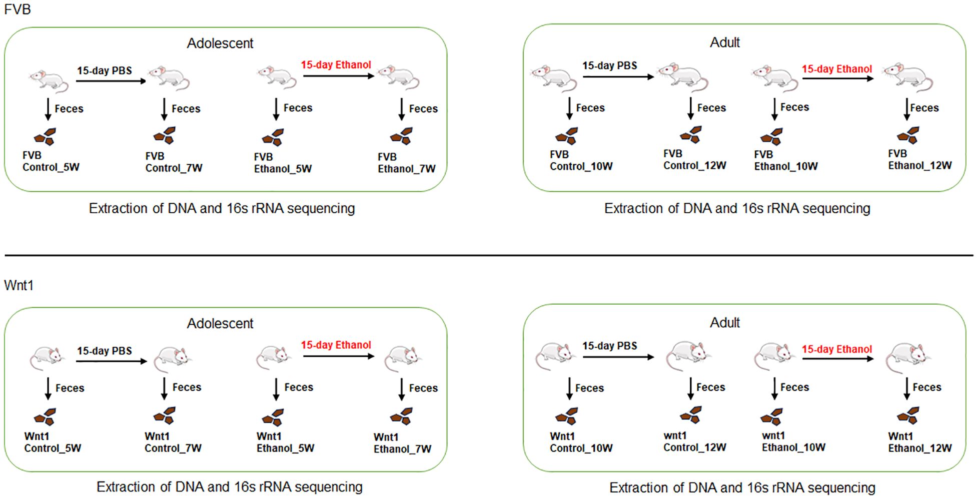 Experimental flowchart showing procedures for FVB and Wnt1 mice. Both groups, in adolescent and adult stages, are subjected to 15-day PBS or ethanol treatments. Feces are collected for DNA and 16s rRNA sequencing at different weeks: Control and Ethanol treatments at 5W, 7W, 10W, and 12W.