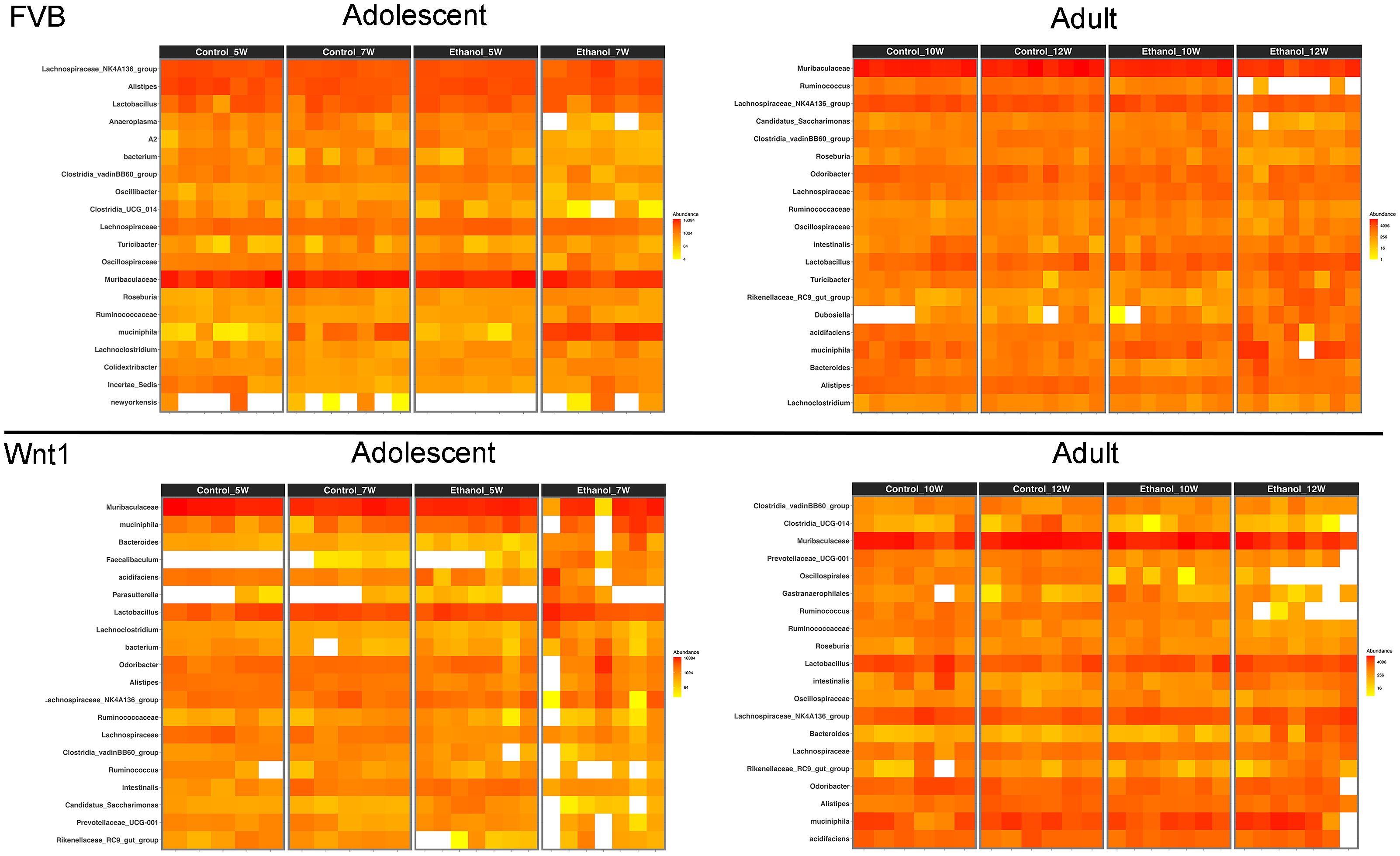 Heatmaps illustrating microbial abundance in FVB and Wnt1 mice, categorized by adolescent and adult stages. Each section includes control and ethanol exposure at various weeks, with a color gradient indicating abundance from low (yellow) to high (red).