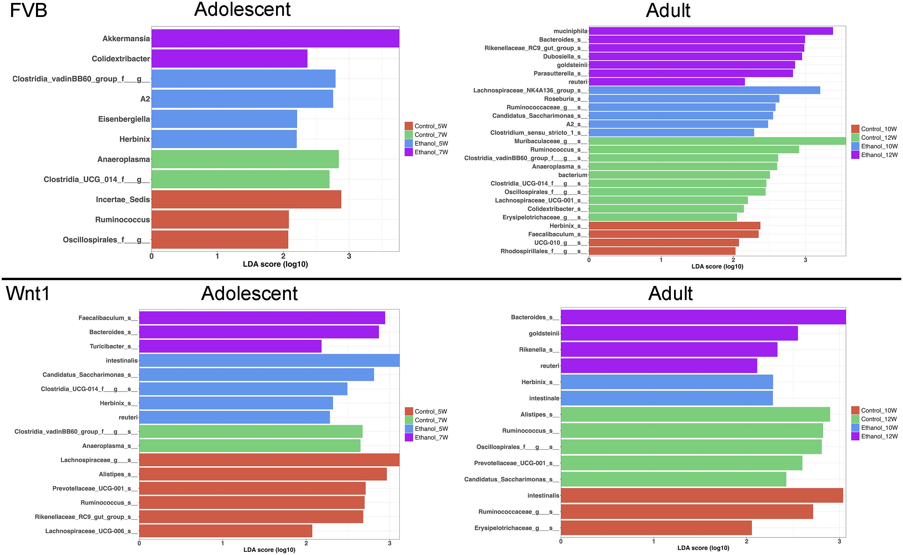 Bar charts display LDA scores (log10) for microbial taxa in FVB and Wnt1 mice, segmented by age (adolescent and adult) and treatment groups. Each chart shows different taxa and their respective LDA scores with color-coded bars indicating the treatment groups: Control and Ethanol at various weeks (5W, 7W, 10W, 12W). Each segment compares microbial abundances in different conditions, illustrating shifts in microbial communities due to age and treatment.
