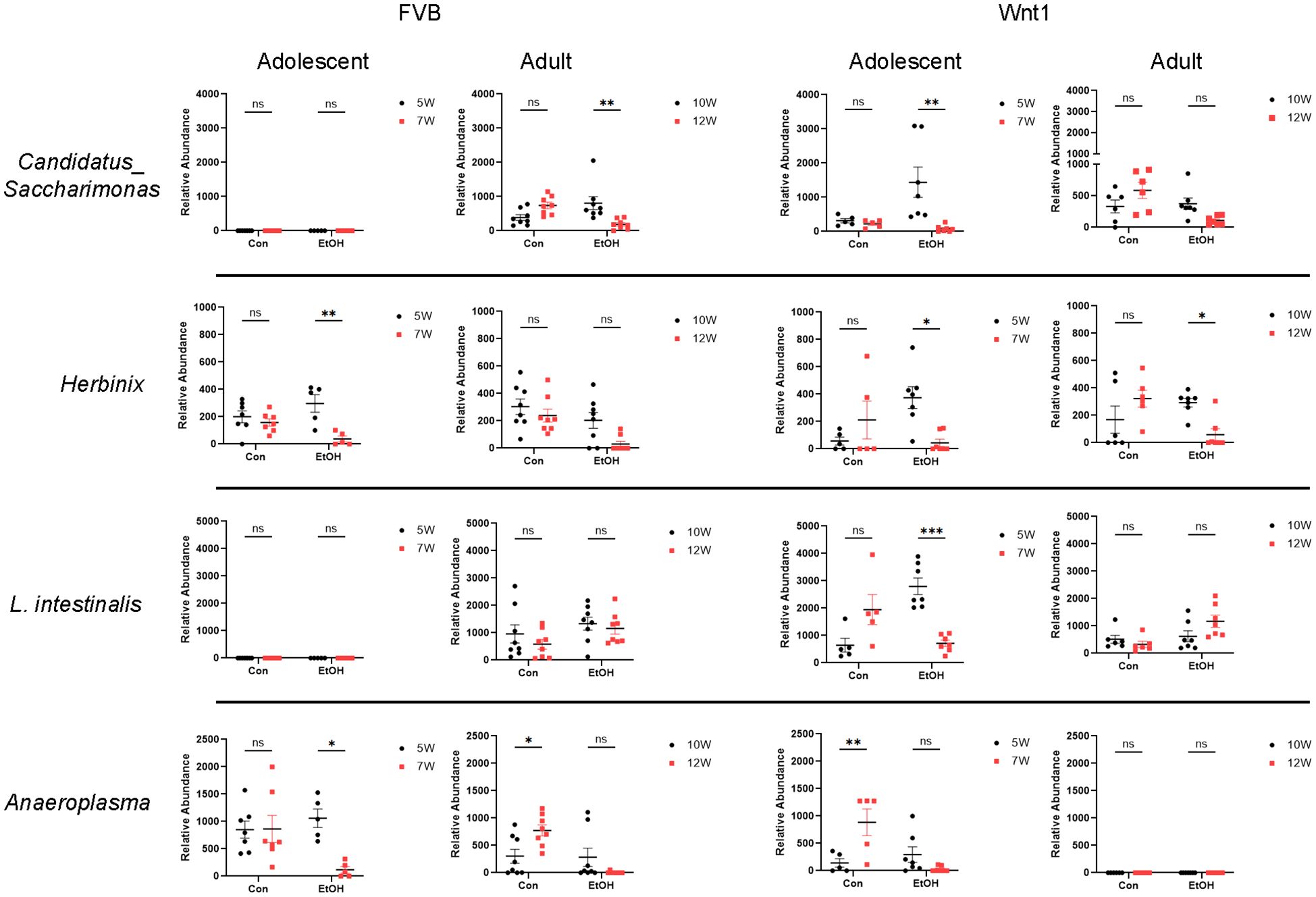 The image displays a series of dot plots comparing the relative abundance of four gut microorganisms (Candidatus Saccharimonas, Herbinix, L. intestinalis, Anaeroplasma) in adolescent and adult FVB and Wnt1 mice. The plots show data for control (Con) and ethanol (EtOH) treated groups at different weeks (5W, 7W, 10W, 12W). Statistical significance is marked with asterisks, indicating variability in microorganism abundance between treatments and age groups.