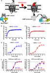www.frontiersin.org