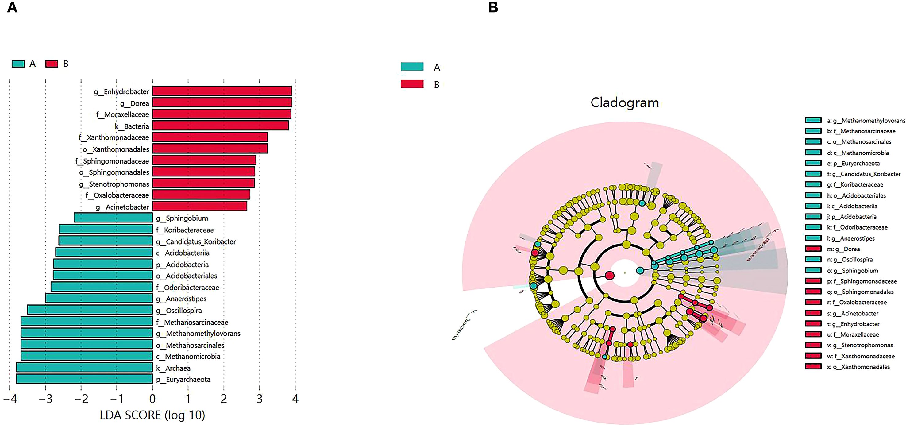 Bar chart and cladogram illustrating taxonomic differences. Chart A shows LDA scores for categories A and B, with red and teal bars representing different taxonomic groups. Cladogram B, surrounded by a pink background, visually represents relationships among these groups, with colored nodes corresponding to chart categories.