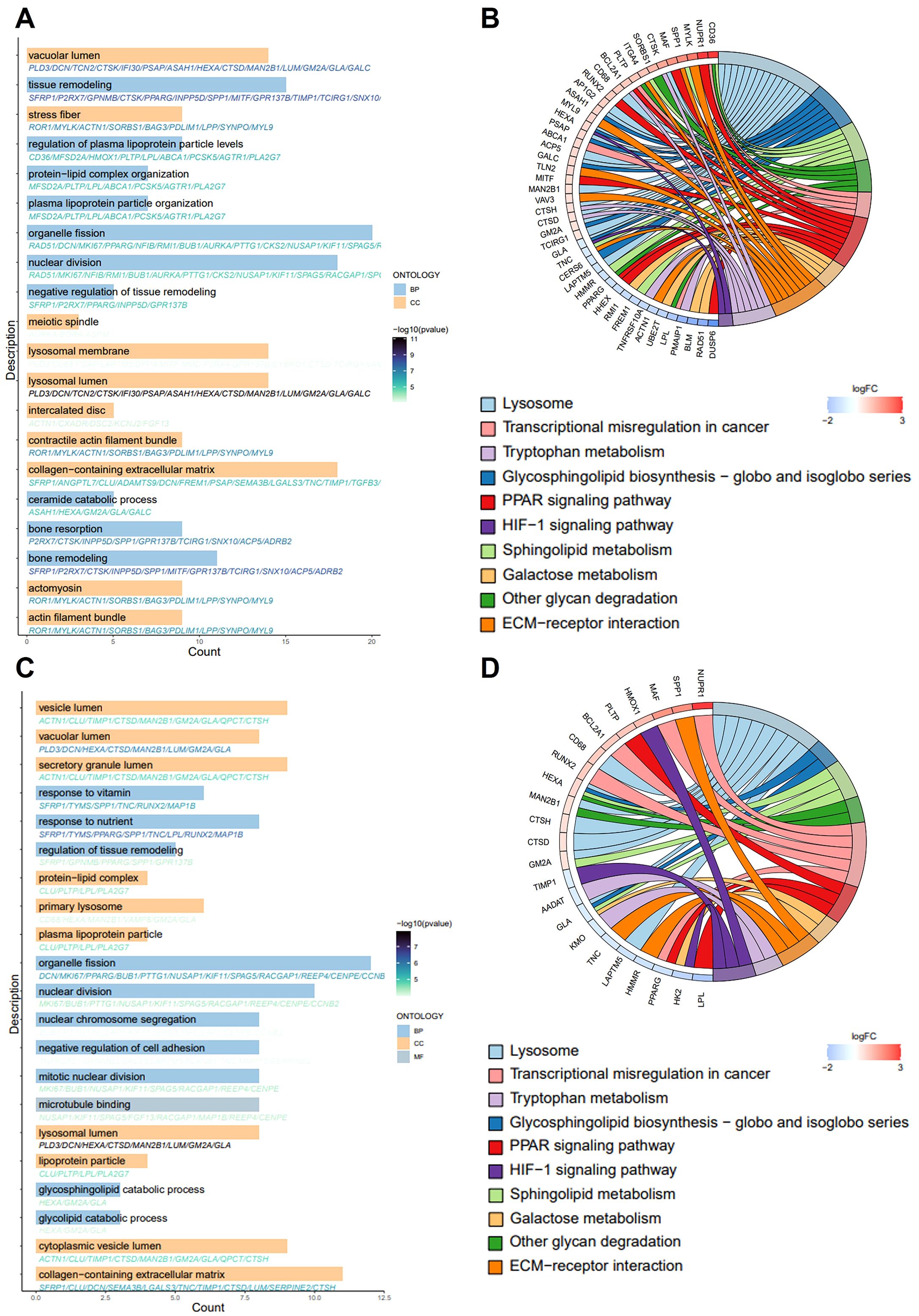 Bar charts and circular diagrams illustrate biological processes and pathways. Charts A and C display processes with varying counts, color-coded by ontology types (BP, CC, MF). Diagrams B and D visualize connections between genes and pathways, using colored bands to show relationships and log fold change. Pathways include lysosome, tryptophan metabolism, and PPAR signaling. Color legends are provided for clarity.