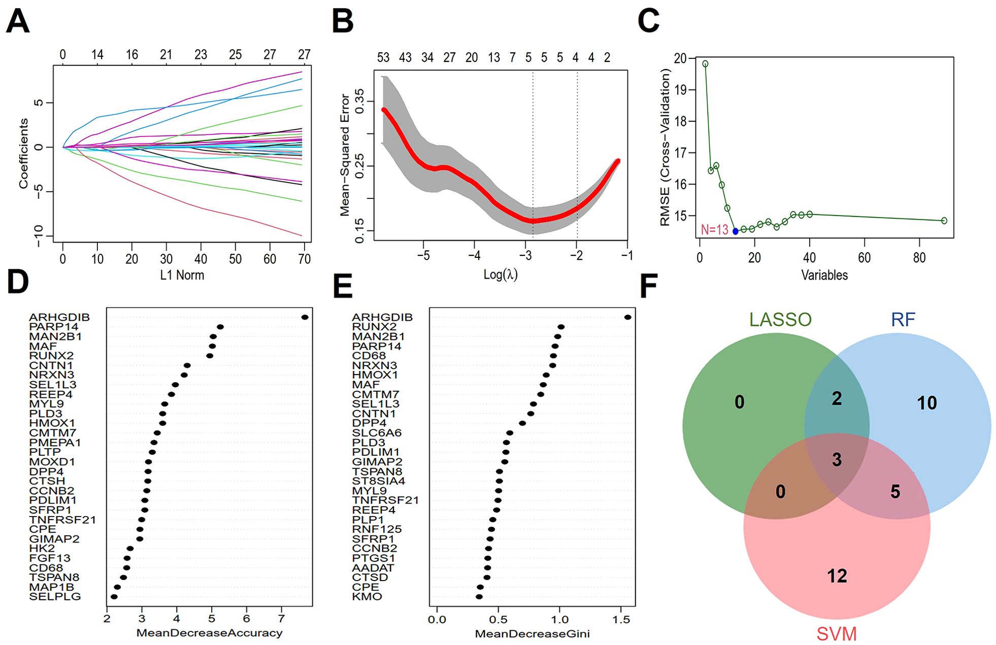 Panel A shows a line plot of coefficients against L1 norm with multiple colored lines diverging. Panel B displays a line graph of mean-squared error versus log(lambda) with a red line and gray confidence interval. Panel C is a plot of RMSE from cross-validation against the number of variables, showing a minimum at 13 variables. Panel D and E are dot plots of different genes and their importance measured by mean decrease in accuracy and Gini, respectively. Panel F is a Venn diagram comparing gene selection among LASSO, RF, and SVM methods, showing overlaps and unique selections.