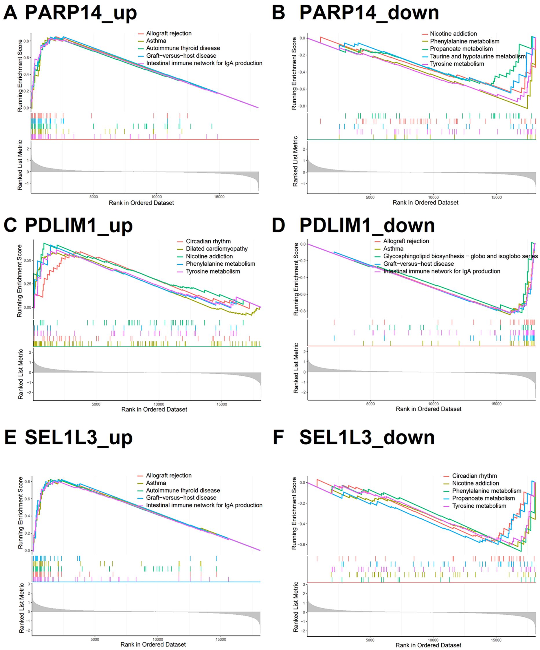 Six panels labeled A to F depict gene set enrichment analysis results for PARP14 and SEL1L3. Panels A, C, and E (up-regulated) show increased enrichment scores for pathways including autoimmune thyroid disease and allograft rejection. Panels B, D, and F (down-regulated) display decreasing enrichment scores in pathways like nicotine addiction and tyrosine metabolism. Each graph features a line plot with a rank in an ordered dataset on the x-axis and a running enrichment score on the y-axis, accompanied by a list of enriched pathways.