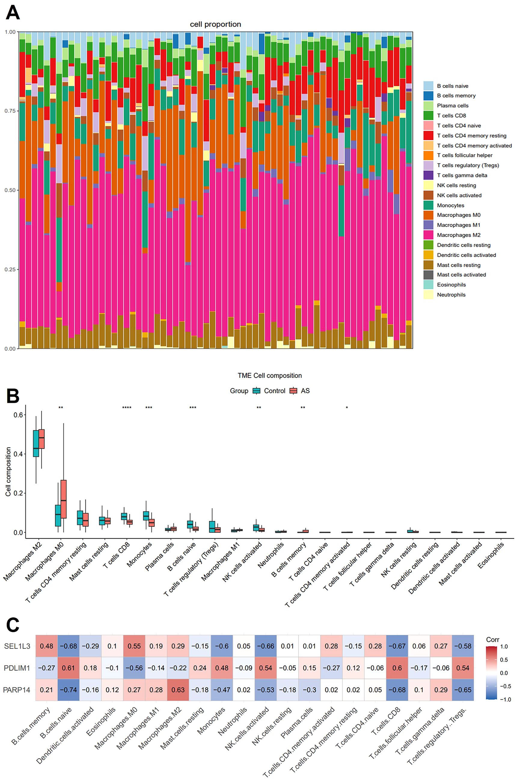 A composite image displays three figures related to cell composition. Panel A is a stacked bar chart of cell proportions across different cell types, color-coded. Panel B features a box plot comparing cell composition between control and AS groups, with notable differences in macrophages and T cells. Panel C is a heatmap showing correlations of SEL1L3, PDLIM1, and PARP14 with various cell types, using color gradients to depict the strength and direction of correlations.