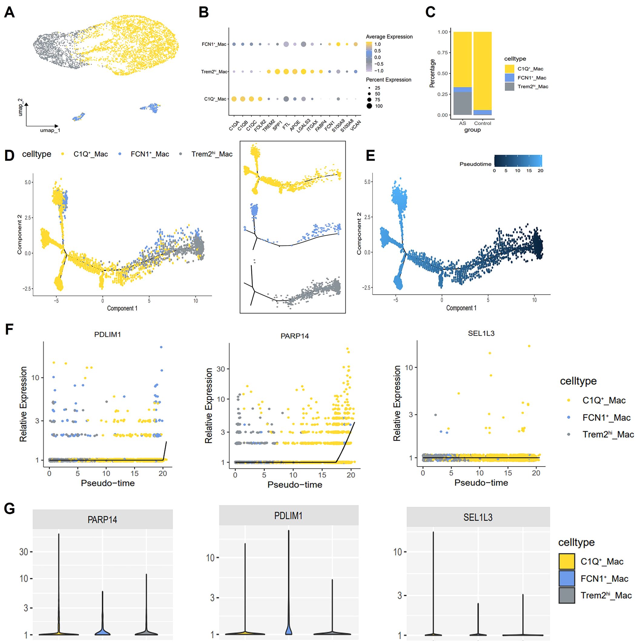 Multiple panels displaying data analysis related to cell types: A. UMAP plot showing clustering of cell types (C1Q^− Mac, FCN1^− Mac, and Trem2^High Mac) with yellow, gray, and blue colors. B. Dot plot indicating average expression and percentage expression of various genes across three cell types. C. Bar chart comparing the proportion of cell types between AS and control groups. D. Two-component trajectory plots showing distribution and pseudotime progression of cell types. E. Similar to D, highlighting pseudotime in shades of blue. F. Scatter plots of relative gene expression (PDLIM1, PARP14, SEL1L3) across pseudotime, differentiated by cell type. G. Violin plots presenting expression levels of PARP14, PDLIM1, and SEL1L3 across cell types, color-coded by type.