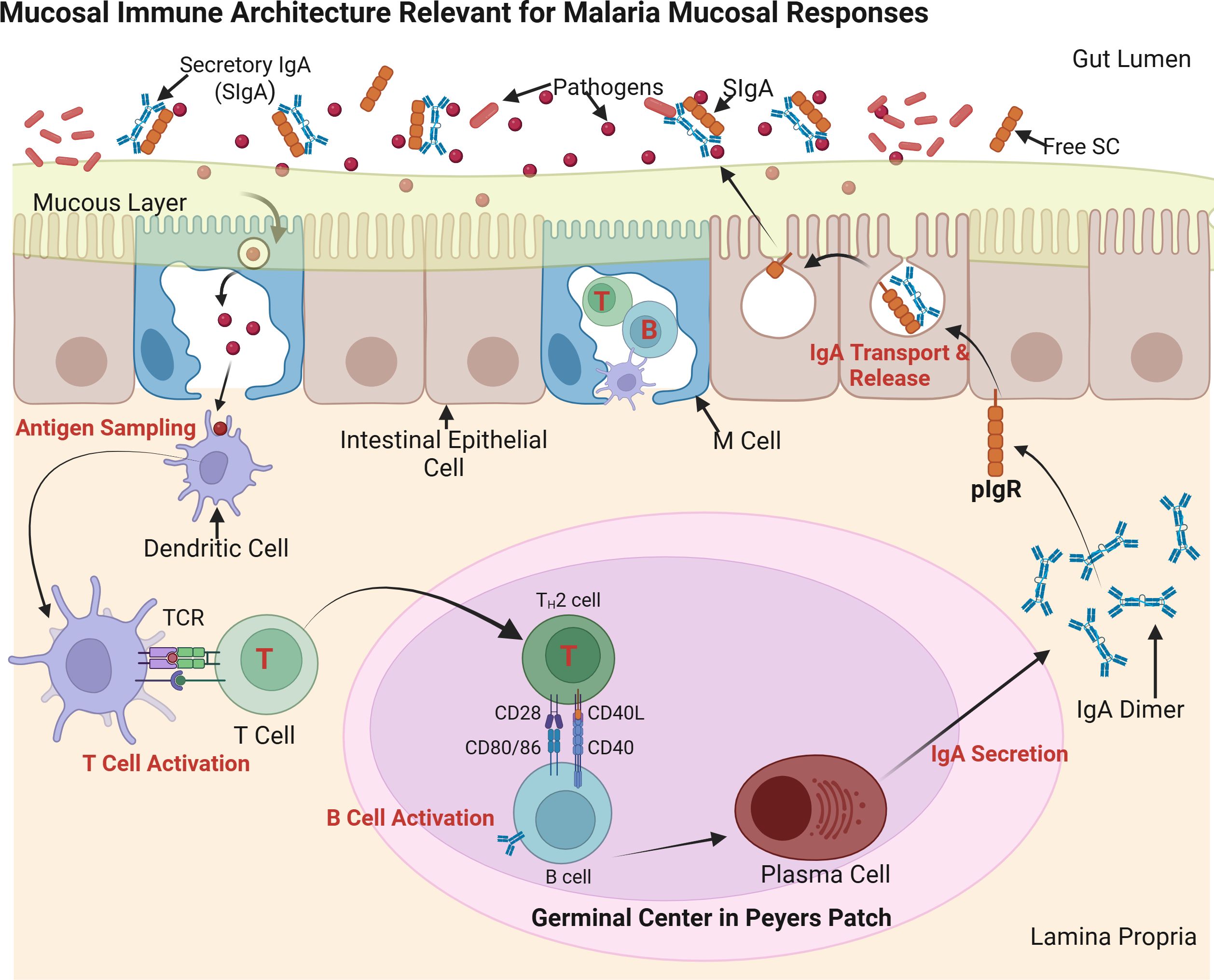A schematic of gut-associated lymphoid tissue (GALT) illustrating the induction of secretory IgA (SIgA). Antigens are sampled by M cells and presented to dendritic cells, activating T cells. B cells in Peyer’s patches undergo class switching and differentiate into IgA-secreting plasma cells. IgA dimers are transported across epithelial cells via the polymeric immunoglobulin receptor (pIgR) and released as SIgA into the gut lumen to neutralize pathogens.