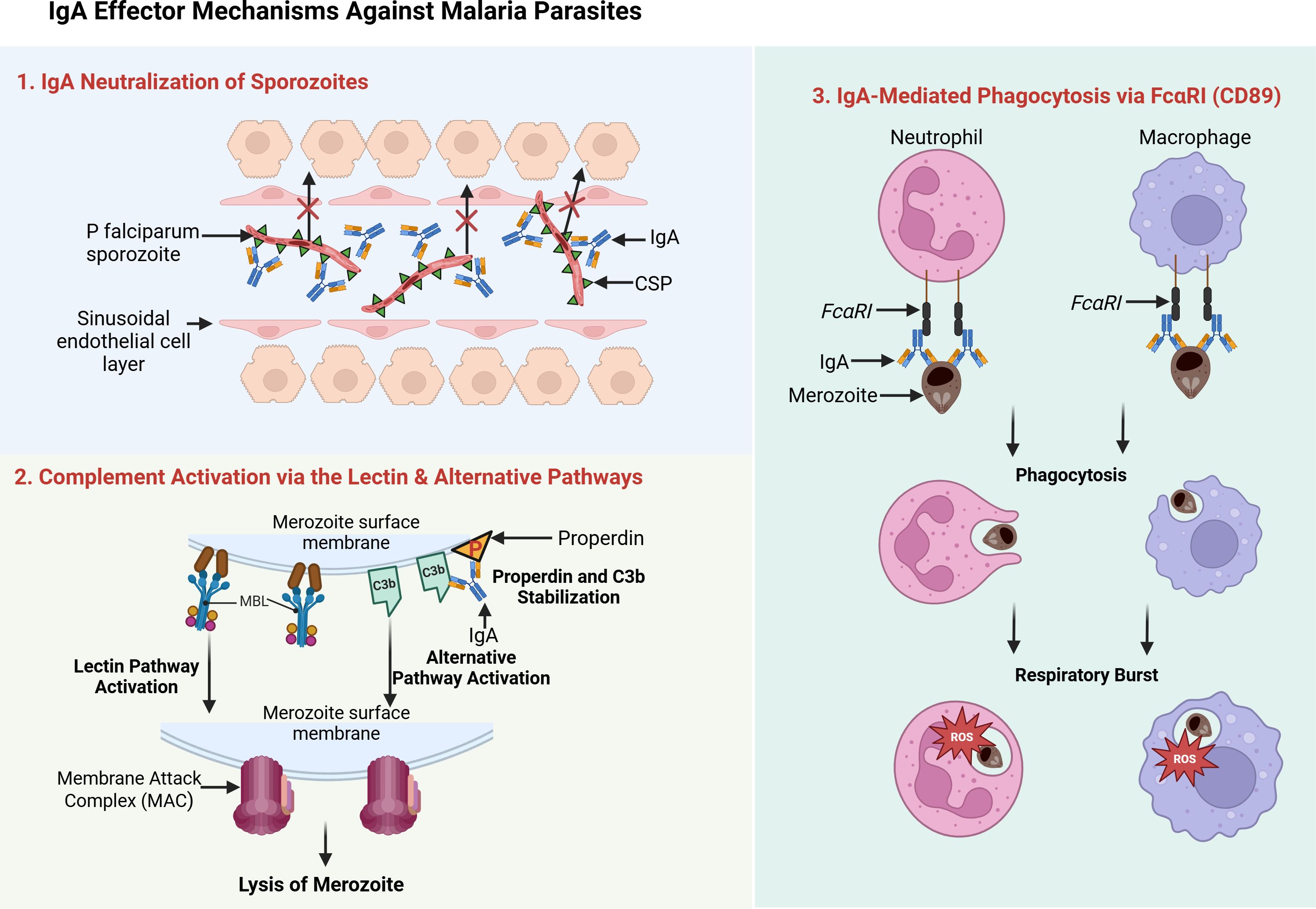 Diagram illustrating three IgA defense mechanisms against malaria parasites: (1) IgA neutralizes Plasmodium falciparum sporozoites by binding circumsporozoite protein (CSP); (2) IgA activates the lectin and alternative complement pathways, resulting in merozoite lysis; and (3) IgA binds FcαRI (CD89) on neutrophils and macrophages, promoting phagocytosis and respiratory burst for merozoite clearance.