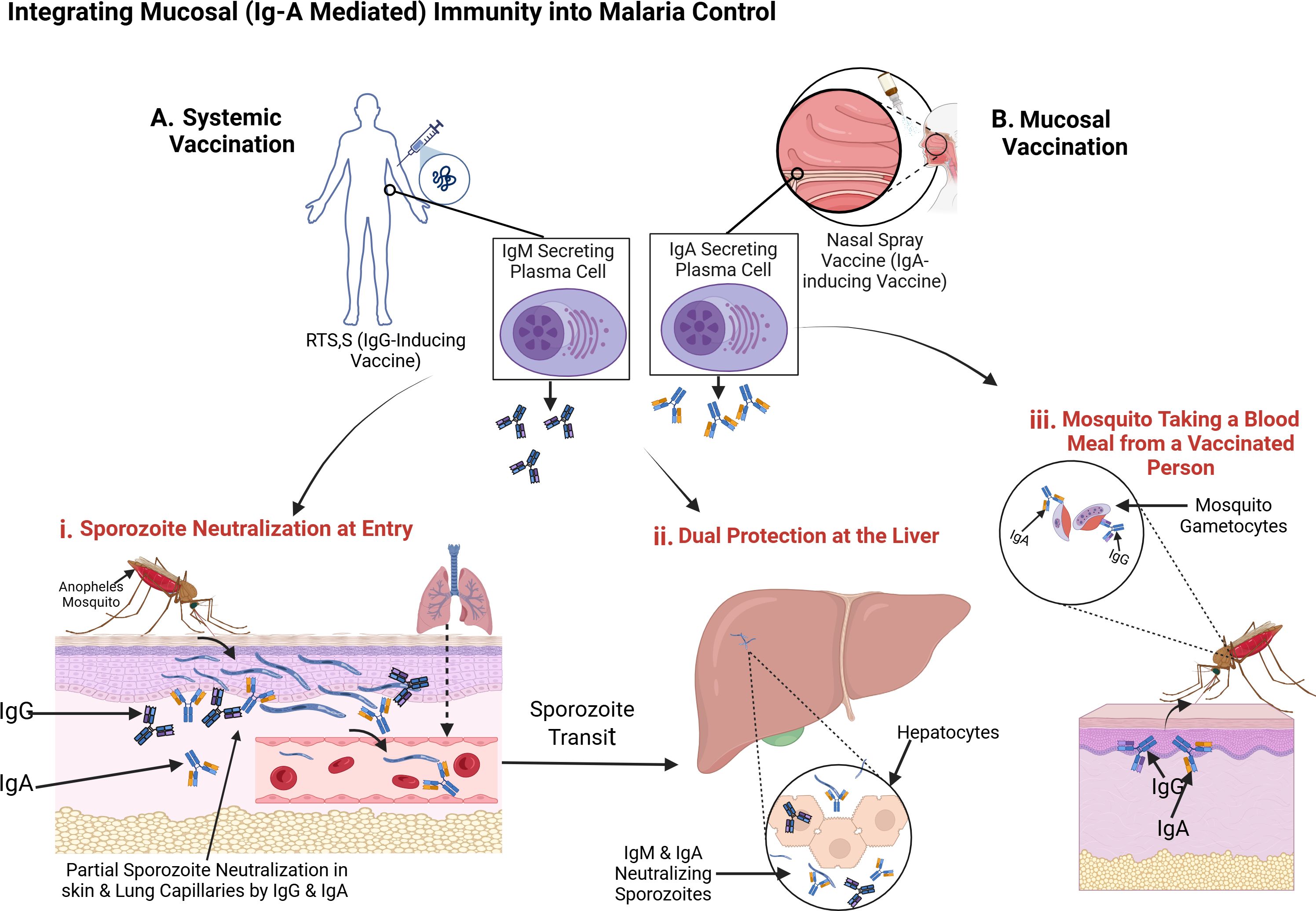 Diagram illustrating how systemic (IgG) and mucosal (IgA) responses prevent Plasmodium falciparum infection. RTS,S vaccine induces IgG, while nasal spray induces IgA. These antibodies neutralize sporozoites at the skin and lungs (i), block liver-stage infection (ii), and target sexual-stage parasites in the blood (iii), preventing mosquito transmission.
