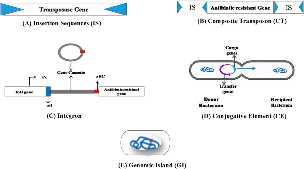 Diagram illustrating different genetic elements and their roles in gene transfer. (A) Insertion Sequences with a transposase gene. (B) Composite Transposon containing antibiotic resistance genes flanked by IS. (C) Integron showing a gene cassette mechanism, including Intl gene and attC sites. (D) Conjugative Element depicting gene transfer between donor and recipient bacteria. (E) Genomic Island represented by a circular DNA structure.