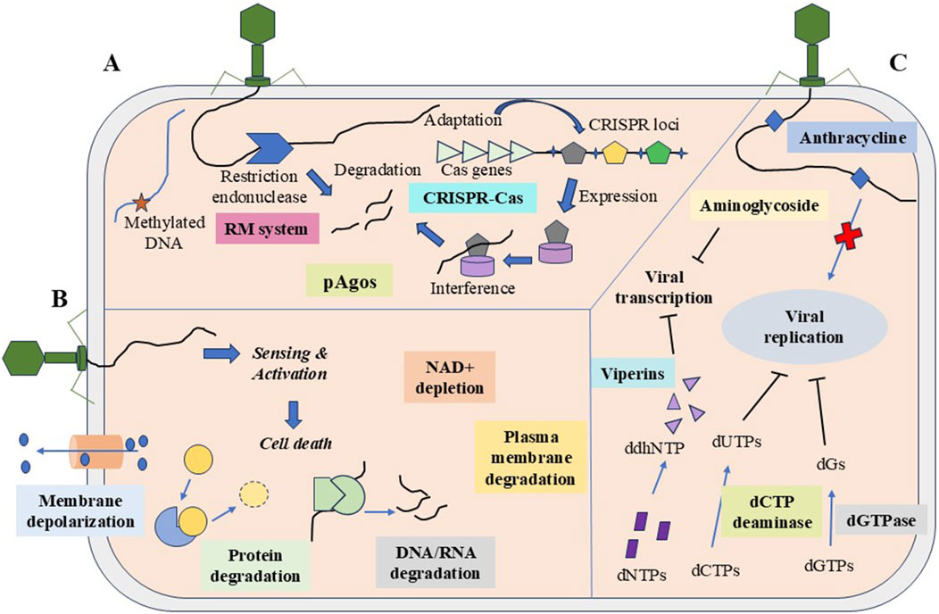 Diagram showing antiviral defense mechanisms in a cell, labeled A, B, and C. Section A includes CRISPR-Cas system for adaptation and interference, RM system for DNA degradation, and pAgos. Section B focuses on cell death pathways, including membrane depolarization, protein degradation, DNA/RNA degradation, NAD+ depletion, and plasma membrane degradation. Section C illustrates viral inhibition processes, showing viral transcription blockage, replication interference, and enzymatic activities like dCTP deaminase and dGTPase involving ddhNTP, dNTPs, dUTPs, and dGTPs. Various chemical agents, like anthracycline and aminoglycoside, are shown interacting with these processes.