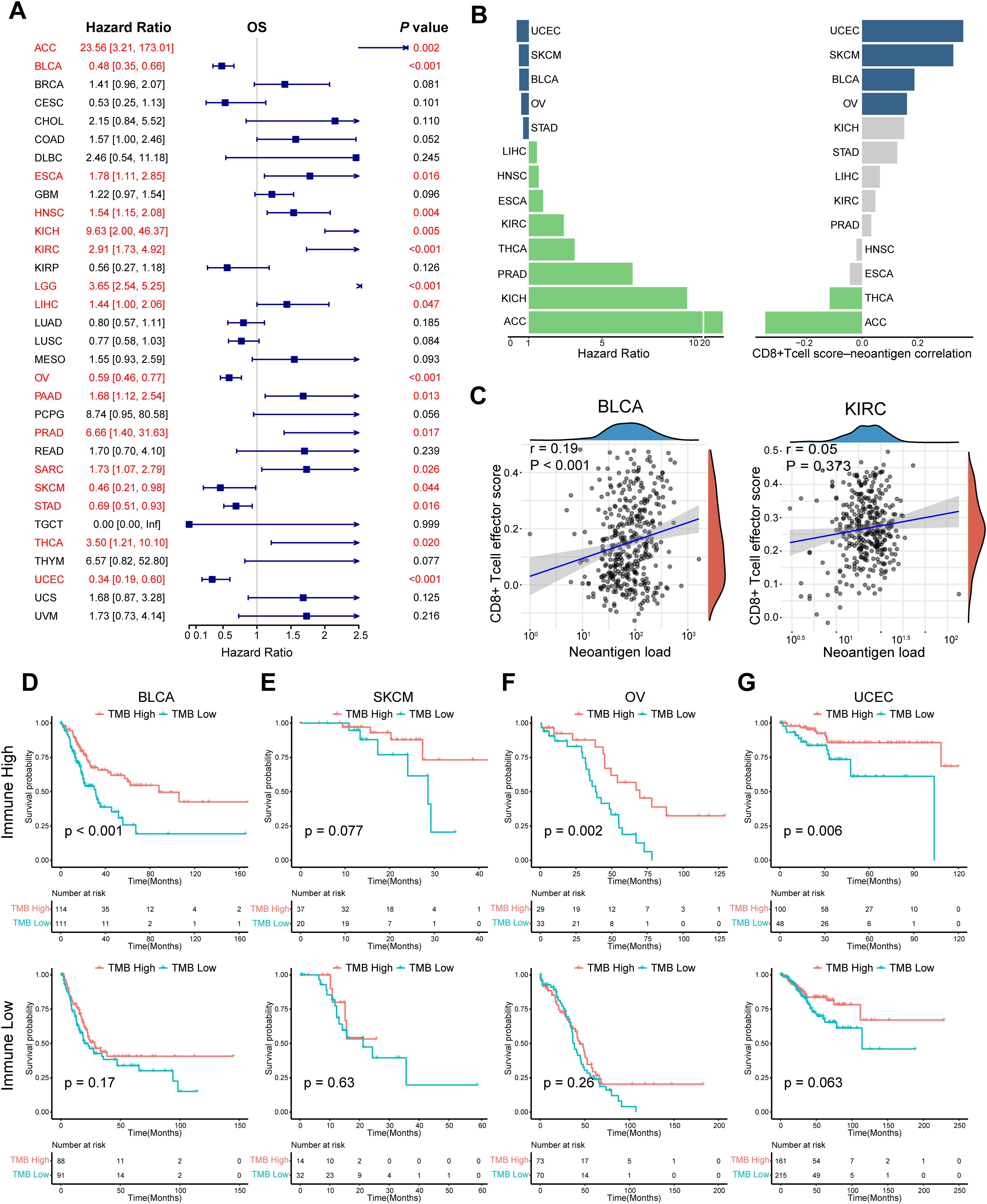Visual consists of multiple panels analyzing cancer data. Panel A shows forest plots of hazard ratios for various cancer types, highlighting significant values in red. Panel B presents bar charts of hazard ratios and correlations between CD8+ T cell effector scores and neoantigen load for multiple cancer types. Panel C features scatter plots with fitted lines for BLCA and KIRC, illustrating correlations between neoantigen load and CD8+ T cell scores. Panels D to G contain Kaplan-Meier survival curves comparing high and low tumor mutation burden in BLCA, SKCM, OV, and UCEC, with significant p-values indicating survival differences.