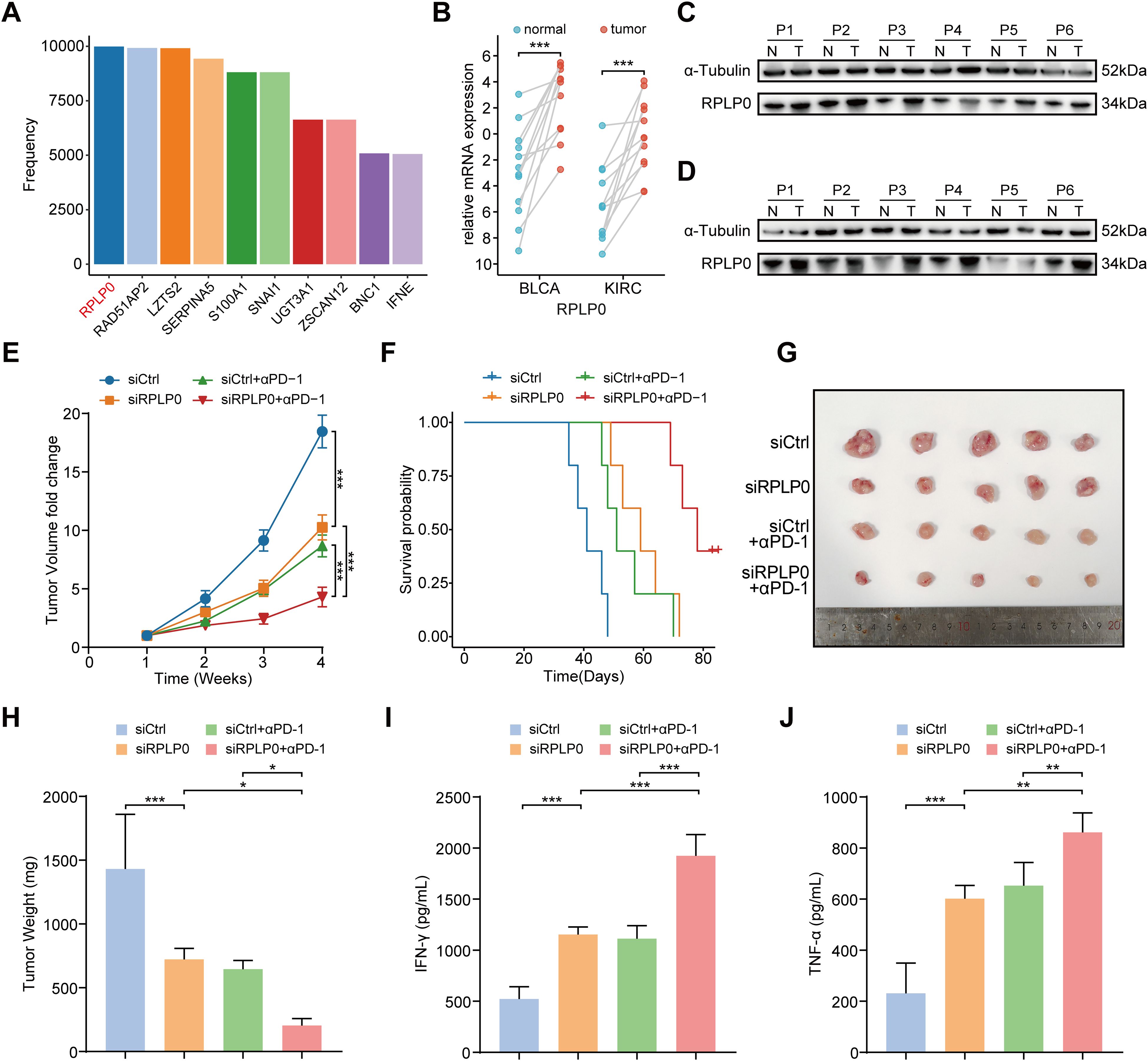 Bar chart (A) shows gene frequency with RPLP0 most frequent. Scatter plot (B) displays increased mRNA expression in tumors. Blot images (C, D) show protein levels of RPLP0 and α-Tubulin in tumors and normals. Line graph (E) illustrates tumor volume changes over time with various treatments. Survival curve (F) presents survival probabilities for different treatments. Photograph (G) exhibits tumors from different treatment groups. Bar charts (H, I, J) compare tumor weight, IFN-γ, and TNF-α levels across groups. Statistical significance indicated by asterisks.