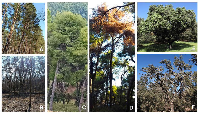 Six images of different trees are displayed. Image A shows tall, slender pine trees with blue sky above. Image B depicts a forest with bare trees and a barren ground. Image C shows a dense conifer tree with a mountainous backdrop. Image D features tall trees with a mix of green and orange foliage catching sunlight. Image E displays a large tree with a full canopy casting shade on green grass. Image F shows a tree with a sparse canopy against a clear blue sky. Each image is labeled from A to F.