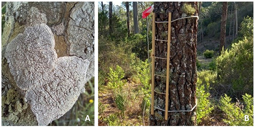 Image A shows a close-up of a crustose lichen growing on tree bark. Image B depicts a tree in a forest with a wooden sampling grid of 50x10 cm, divided into 5 squares, applied on it.