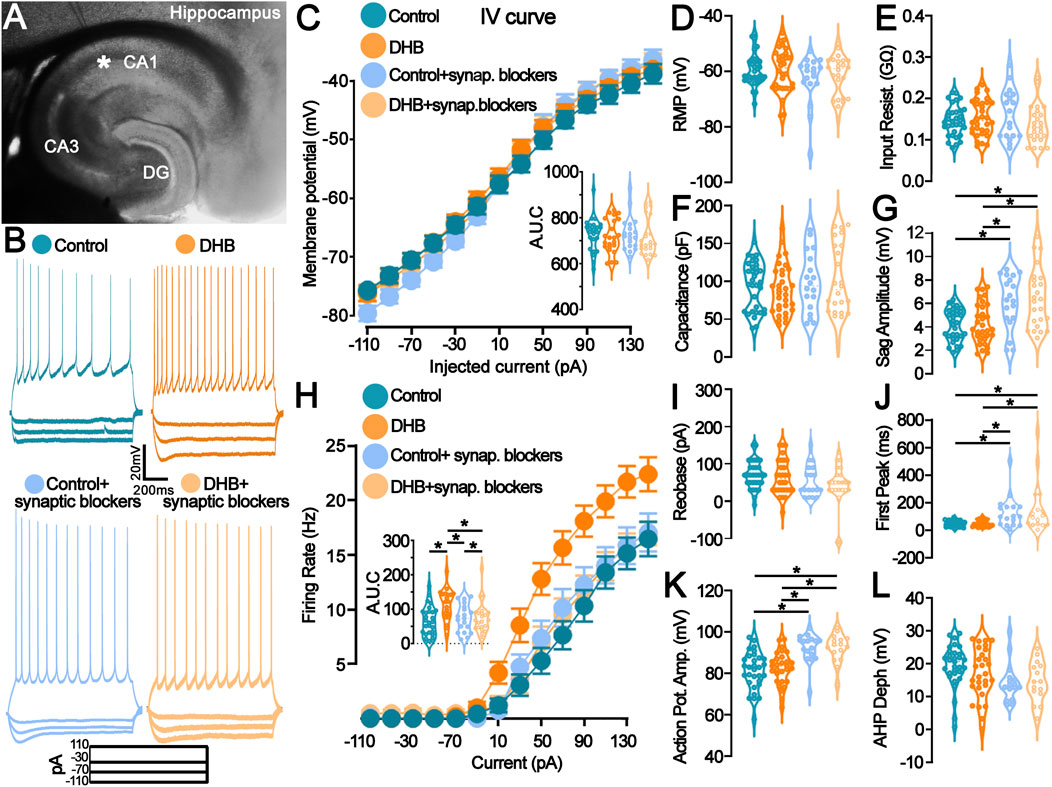 Composite image showing hippocampal brain region (A) and multiple graphs. (B) Voltage responses under different conditions: Control, DHB, and synaptic (C) show IV curves. (H) show IF curve. (D-L) Violin plots display parameters: RMP, input resistance, capacitance, sag amplitude, rheobase, first peak, action potential amplitude, and AHP depth, compared across conditions. Significant differences are marked with asterisks.