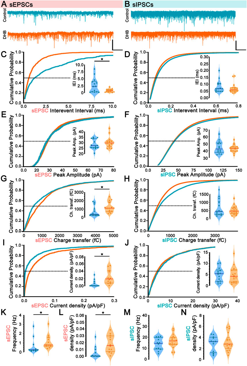 Electrophysiological data representation comparing sEPSCs and sIPSCs under control and DHB conditions. Panels A and B show raw traces; panels C through J display cumulative probability plots for interevent intervals, peak amplitudes, charge transfer, and current densities. Violin plots illustrate data distribution. Significant differences are marked with an asterisk. Panels K to N show frequency and density comparisons with violin plots, demonstrating altered response between control and DHB treatments.