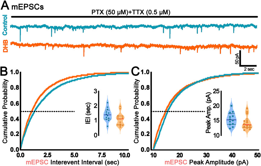 Electrophysiological analysis showing mEPSCs recordings. Graph A displays traces under PTX and TTX conditions for control (blue) and DHB (orange). Graph B illustrates cumulative probability of inter-event intervals with an inset violin plot. Graph C shows cumulative probability of peak amplitudes with an inset violin plot. Control and DHB data are compared in both graphs.