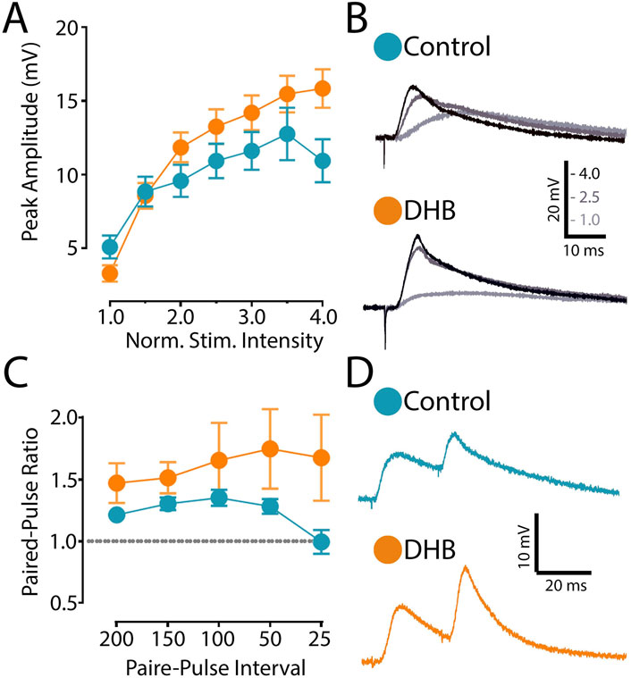 Graphical representation of electrophysiological data. Panel A shows a graph with peak amplitude versus normalized stimulus intensity for control (blue) and DHB (orange) groups, both showing increasing trends. Panel B displays waveforms for control and DHB at varying stimulus intensities. Panel C presents a paired-pulse ratio graph with control and DHB, indicating higher ratios for DHB. Panel D shows waveform traces for control and DHB, example of 25 ms interval paired-pulse. Labels and scale bars provide context for measurements.