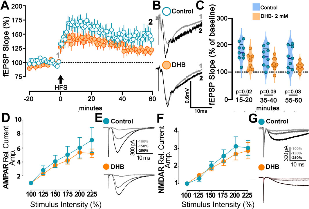 Graphs and plots showing the effects of control and DHB (two millimolar) on fEPSP slope and current amplitude. Panel A presents fEPSP slope changes over time after high-frequency stimulation (HFS), with control showing higher slopes than DHB. Panel B shows example traces for control and DHB, with differences in amplitude noted. Panel C depicts violin plots of fEPSP slopes at specific time intervals with significance values. Panels D and F illustrate AMPAR and NMDAR relative current amplitudes increasing with stimulus intensity, comparing control to DHB. Panels E and G provide sample current traces for both conditions.