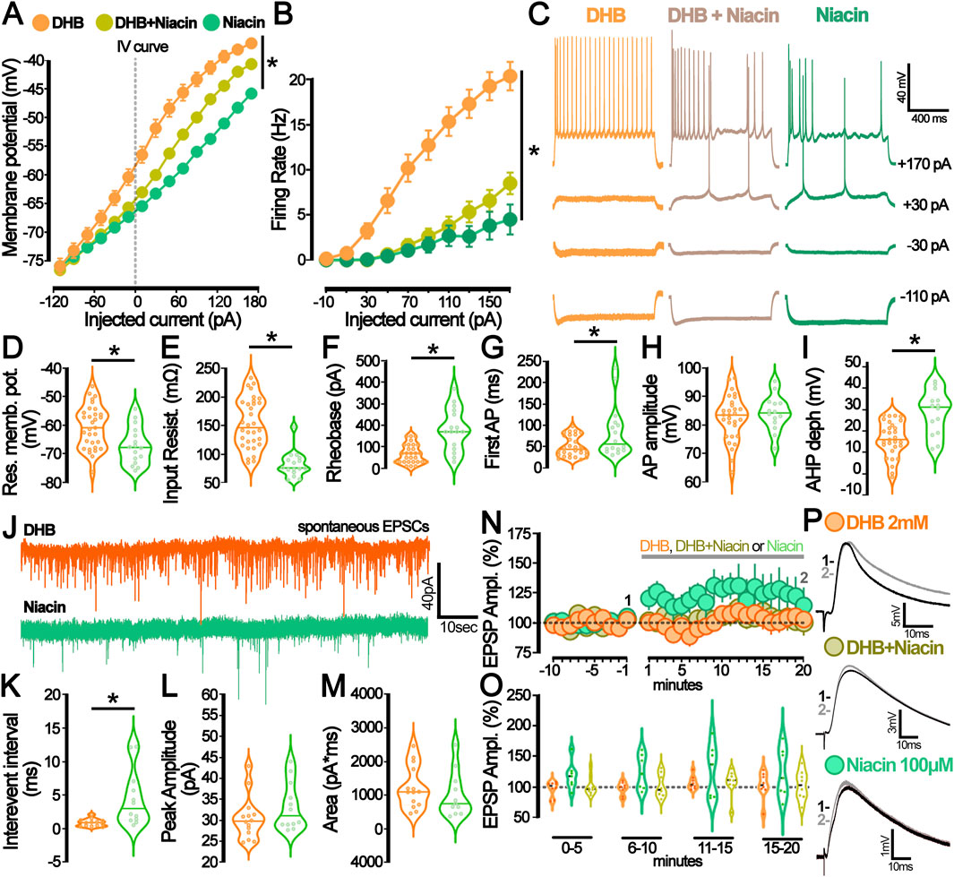 Group of scientific charts and graphs showing electrophysiological data from experiments comparing DHB, DHB with Niacin, and Niacin alone. Panel A shows a line graph of membrane potential versus injected current; panel B shows firing rate versus injected current. Panel C displays action potential traces. Panels D to I show violin plots of various neuronal properties. Panel J shows traces of spontaneous excitatory postsynaptic currents. Panels K to M show additional violin plots“ for “violin plots of sEPSP parameters. Panel N and O present accute effet of DHB and Niacin on EPSP amplitude over time. Panel P shows traces of EPSPs at different conditions.