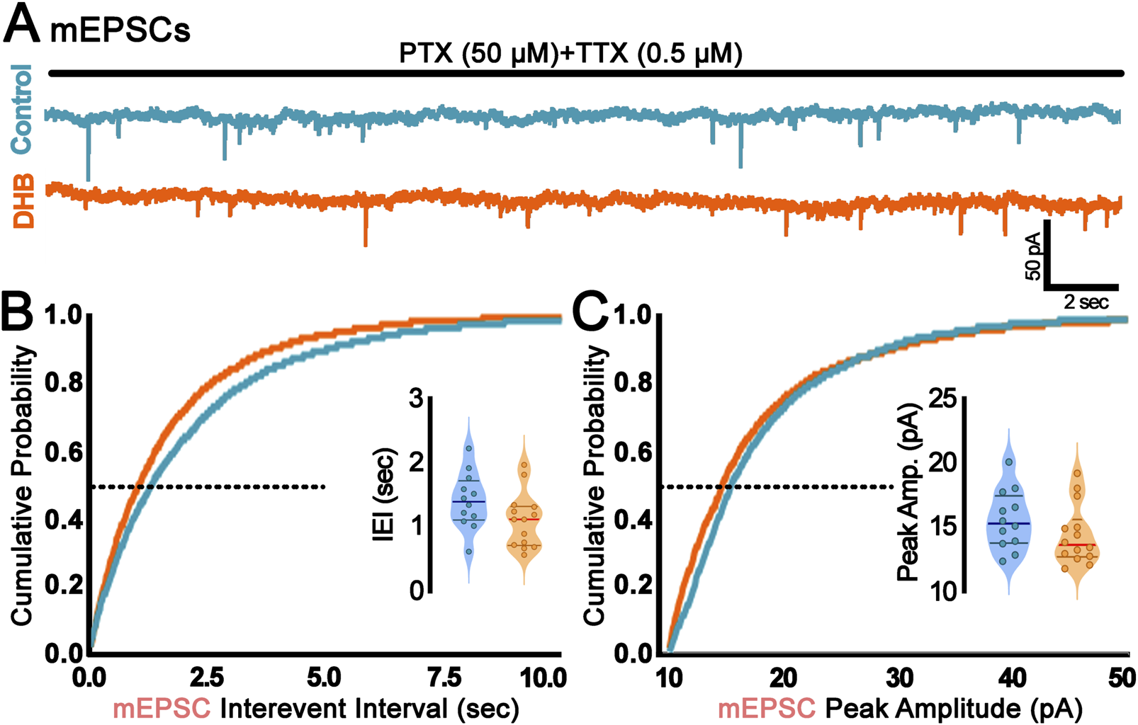Electrophysiological analysis showing mEPSCs recordings. Graph A displays traces under PTX and TTX conditions for control (blue) and DHB (orange). Graph B illustrates cumulative probability of inter-event intervals with an inset violin plot. Graph C shows cumulative probability of peak amplitudes with an inset violin plot. Control and DHB data are compared in both graphs.