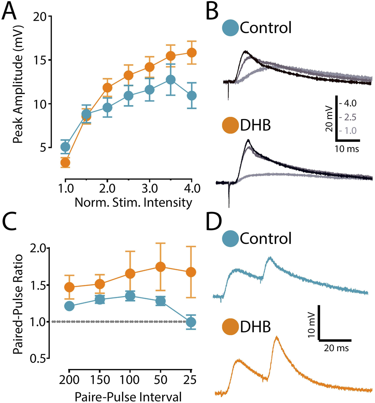 Graphical representation of electrophysiological data. Panel A shows a graph with peak amplitude versus normalized stimulus intensity for control (blue) and DHB (orange) groups, both showing increasing trends. Panel B displays waveforms for control and DHB at varying stimulus intensities. Panel C presents a paired-pulse ratio graph with control and DHB, indicating higher ratios for DHB. Panel D shows waveform traces for control and DHB, example of 25 ms interval paired-pulse. Labels and scale bars provide context for measurements.
