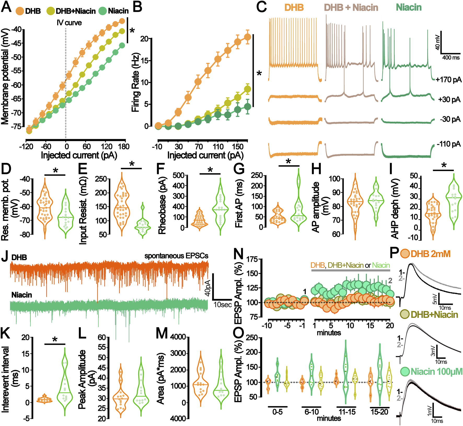 Group of scientific charts and graphs showing electrophysiological data from experiments comparing DHB, DHB with Niacin, and Niacin alone. Panel A shows a line graph of membrane potential versus injected current; panel B shows firing rate versus injected current. Panel C displays action potential traces. Panels D to I show violin plots of various neuronal properties. Panel J shows traces of spontaneous excitatory postsynaptic currents. Panels K to M show additional violin plots“ for “violin plots of sEPSP parameters. Panel N and O present accute effet of DHB and Niacin on EPSP amplitude over time. Panel P shows traces of EPSPs at different conditions.