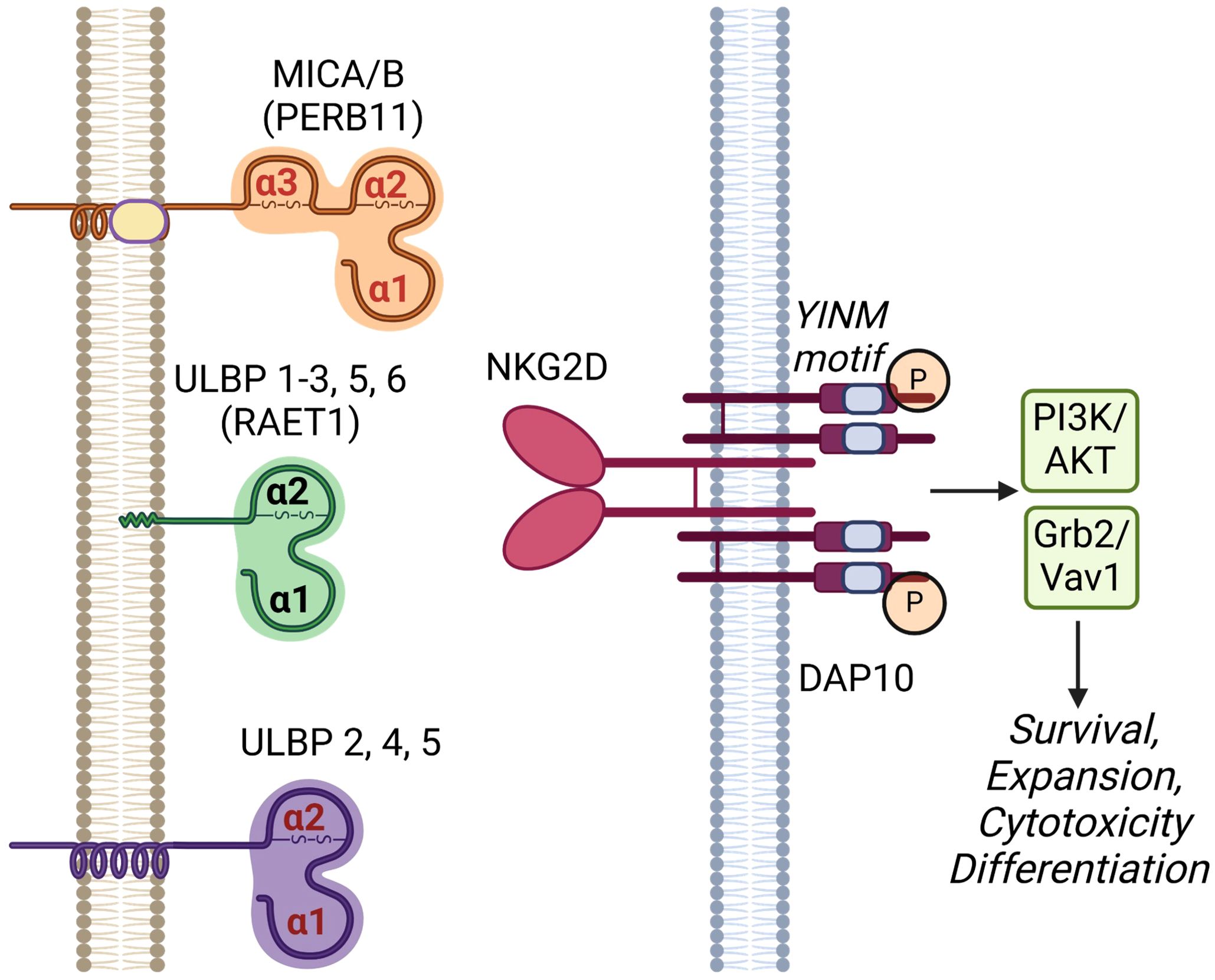Diagram illustrating the interaction between NKG2D and ligands MICA/B and ULBP on a cell membrane. The NKG2D receptor binds with DAP10, activating pathways PI3K/AKT and Grb2/Vav1, leading to cell survival, expansion, cytotoxicity, and differentiation.