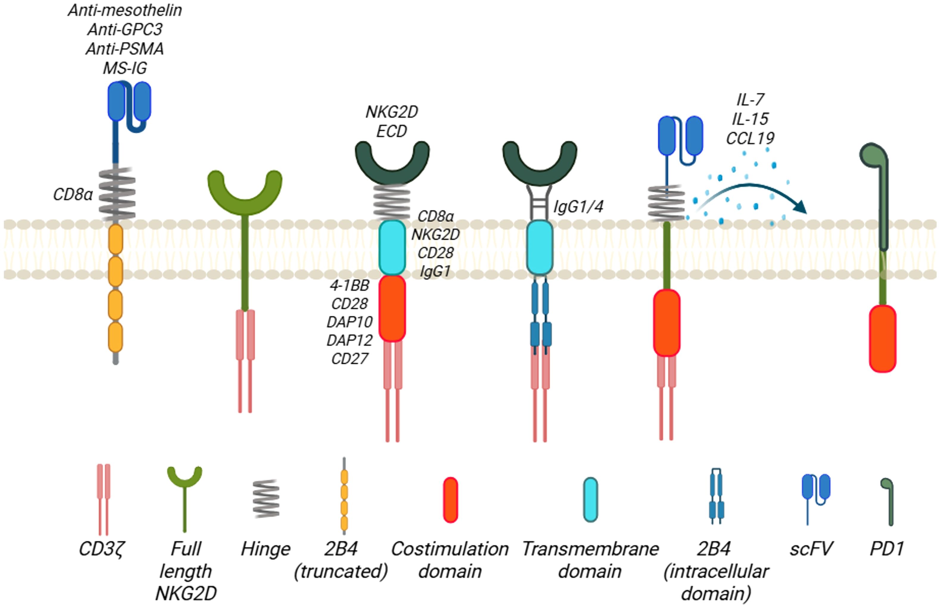 Illustration of cell membrane receptors and components. Includes anti-mesothelin, anti-GPC3, anti-PSMA receptors, NKG2D ECD, various signaling and co-stimulation domains such as CD8ɑ, CD3ζ, 4-1BB, and IL-7, IL-15, CCL19 cytokines. Uses symbols for domains like hinge, transmembrane, and 2B4 intracellular domains.