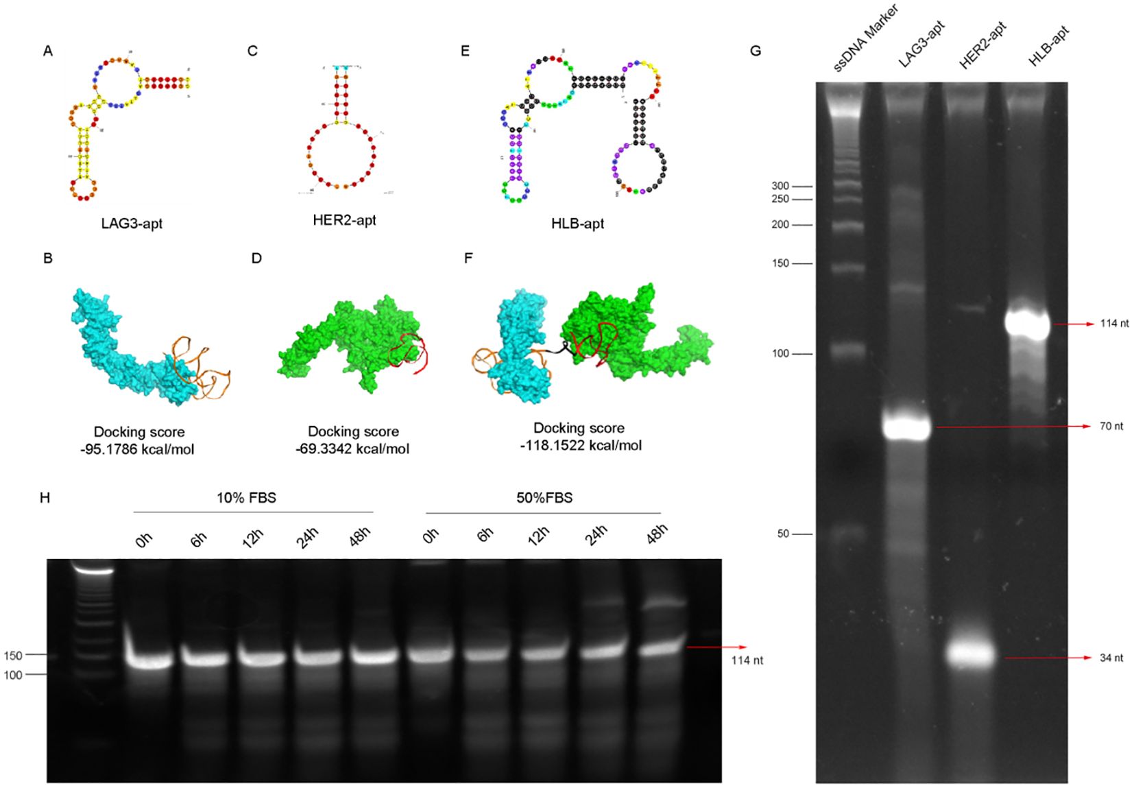 Diagram featuring three secondary structures with labeled docking scores: LAG3-apt and HER2-apt with scores of -95.1786 and -69.3342 kcal/mol, and HLB-apt at -118.1522 kcal/mol. An electrophoresis gel displays bands for ssDNA Marker, LAG3-apt, HER2-apt, and HLB-apt, with size markers indicating nucleotide length. Adjacent gel image shows degradation patterns over time in presence of FBS at 10% and 50%, with lanes labeled from 0 to 48 hours. The nucleotide lengths of 114, 70, and 34 are marked with arrows.