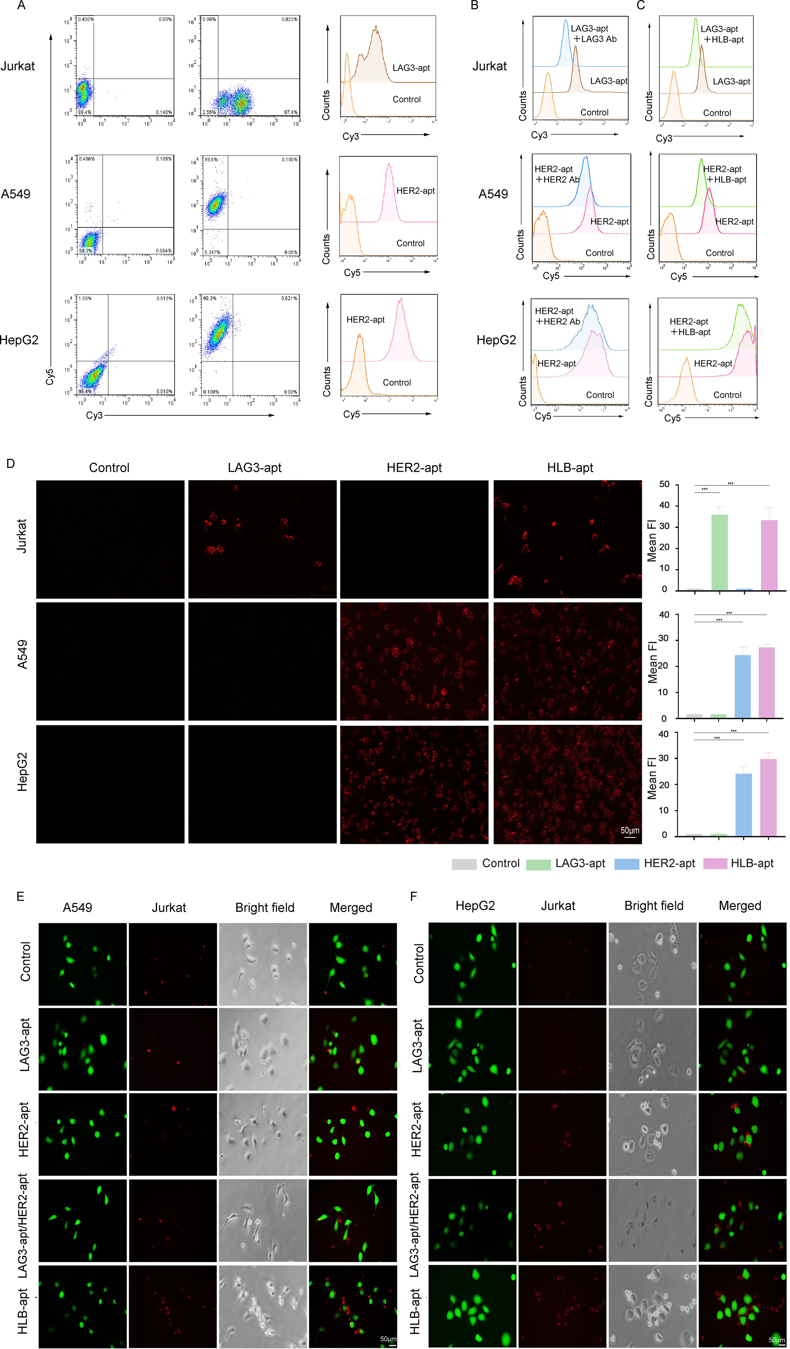 Flow cytometry and fluorescence microscopy data comparing the binding of LAG3-apt, HER2-apt, and HLB-apt to Jurkat, A549, and HepG2 cells. Panels A, B, and C show flow cytometry plots and histograms indicating distinct aptamer binding patterns. Panel D shows fluorescence microscopy images with varying fluorescence intensity, supported by bar graphs indicating mean fluorescence intensity. Panels E and F display microscopy images of A549, Jurkat, and HepG2 cells under different conditions, revealing changes in fluorescence and cell morphology.