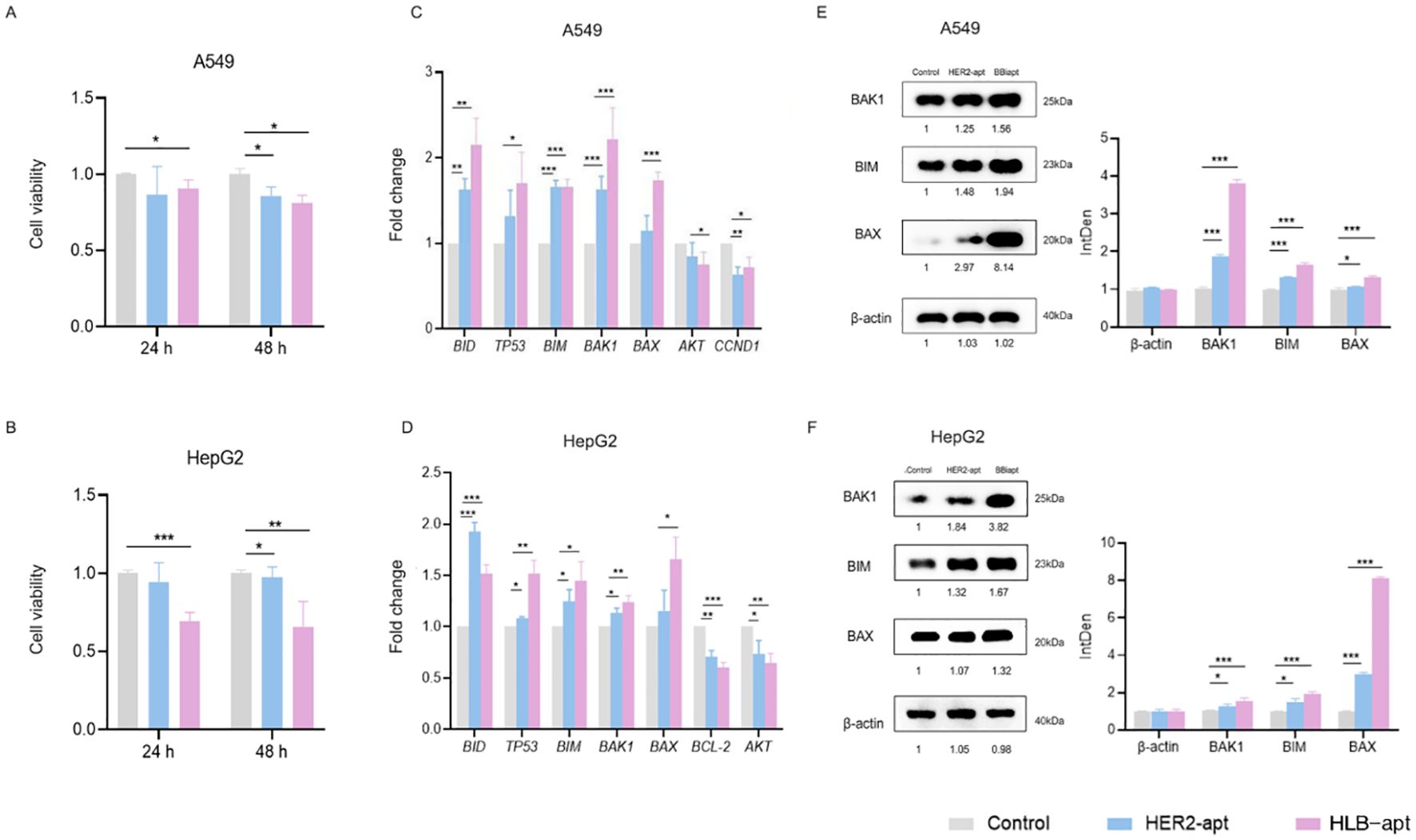 Bar graphs and Western blot images compare the effects of treatments on cell viability and protein expression in A549 and HepG2 cells. Panels A and B show cell viability at 24h and 48h. Panels C and D depict fold changes in gene expression. Panels E and F present protein expression via Western blots. Significant differences are indicated by asterisks. Colors represent control, HER2-aptamer, and HLB-aptamer conditions.