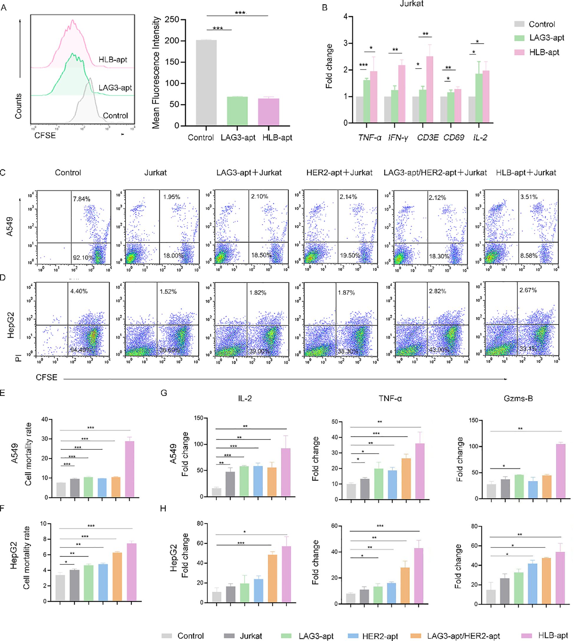 A series of graphs and charts depicting experimental data. Panel A shows a flow cytometry histogram and a bar graph comparing mean fluorescence intensity of CFSE-labeled cells under different conditions: Control, LAG3-apt, and HLB-apt. Panel B presents a bar graph of fold change in cytokine expression (TNF-α, IFN-γ, CD3E, CD69, IL-2) in Jurkat cells with different treatments. Panels C and D display flow cytometry plots analyzing cell populations in A549 and HepG2 cells. Panels E and F show bar graphs of cell mortality rates. Panels G and H depict bar graphs of cytokine fold changes for A549 and HepG2 cells, respectively, under various treatment conditions. Statistical significance is indicated.