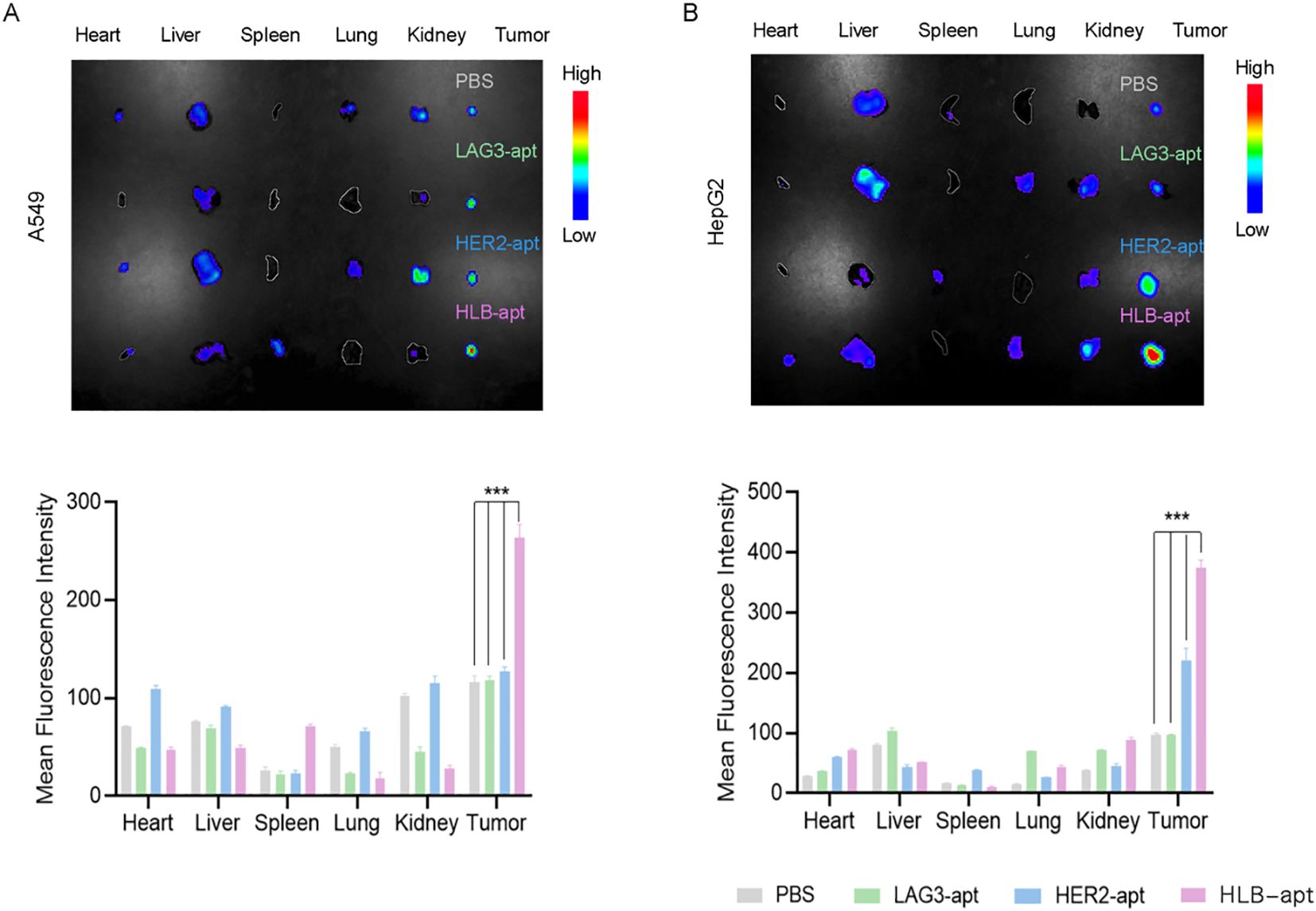 Fluorescence imaging and bar graphs showing mean fluorescence intensity in A549 and HepG2 cell lines. For A549, the tumor shows highest intensity for HLB-apt, followed by other aptamers. In HepG2, the trend is similar, with the tumor also showing highest intensity for HLB-apt. Other organs show lower intensities. Color scale indicates fluorescence intensity from low (blue) to high (red).