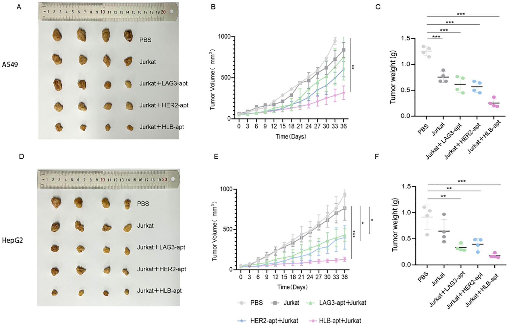 The image shows a series of panels depicting tumor growth and weight in different treatment groups. Panels A and D display photographs of tumor samples from A549 and HepG2 cell lines with various treatments, including PBS, Jurkat, and combinations with LAG3-apt, HER2-apt, and HLB-apt. Panels B and E are line graphs showing tumor volume over time for each treatment group, with marked reductions in growth for certain therapies. Panels C and F present scatter plots comparing tumor weights across treatments, highlighting significant differences in effectiveness. A ruler is included for scale in the photographs.