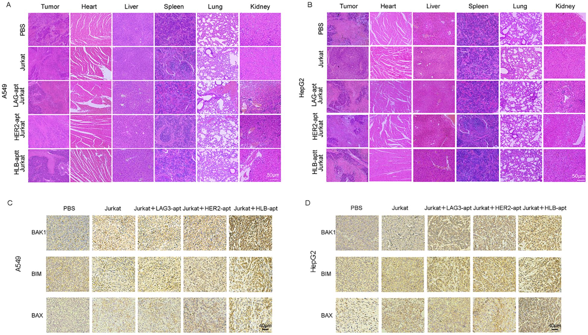 Histological comparison of tissue samples under various treatments. Panels A and B display hematoxylin and eosin-stained sections of tumor, heart, liver, spleen, lung, and kidney tissues from A549 and HepG2 models, respectively. Each tissue type is shown in relation to PBS, Jurkat, LAG3-apt, HER2-apt, and HLB-apt treatments. Panels C and D exhibit immunohistochemical staining for BAK1, BIM, and BAX expression, again comparing treatments across A549 and HepG2 models. Scale bars indicate 50 micrometers for hematoxylin and eosin-stained sections and 40 micrometers for immunohistochemical staining.