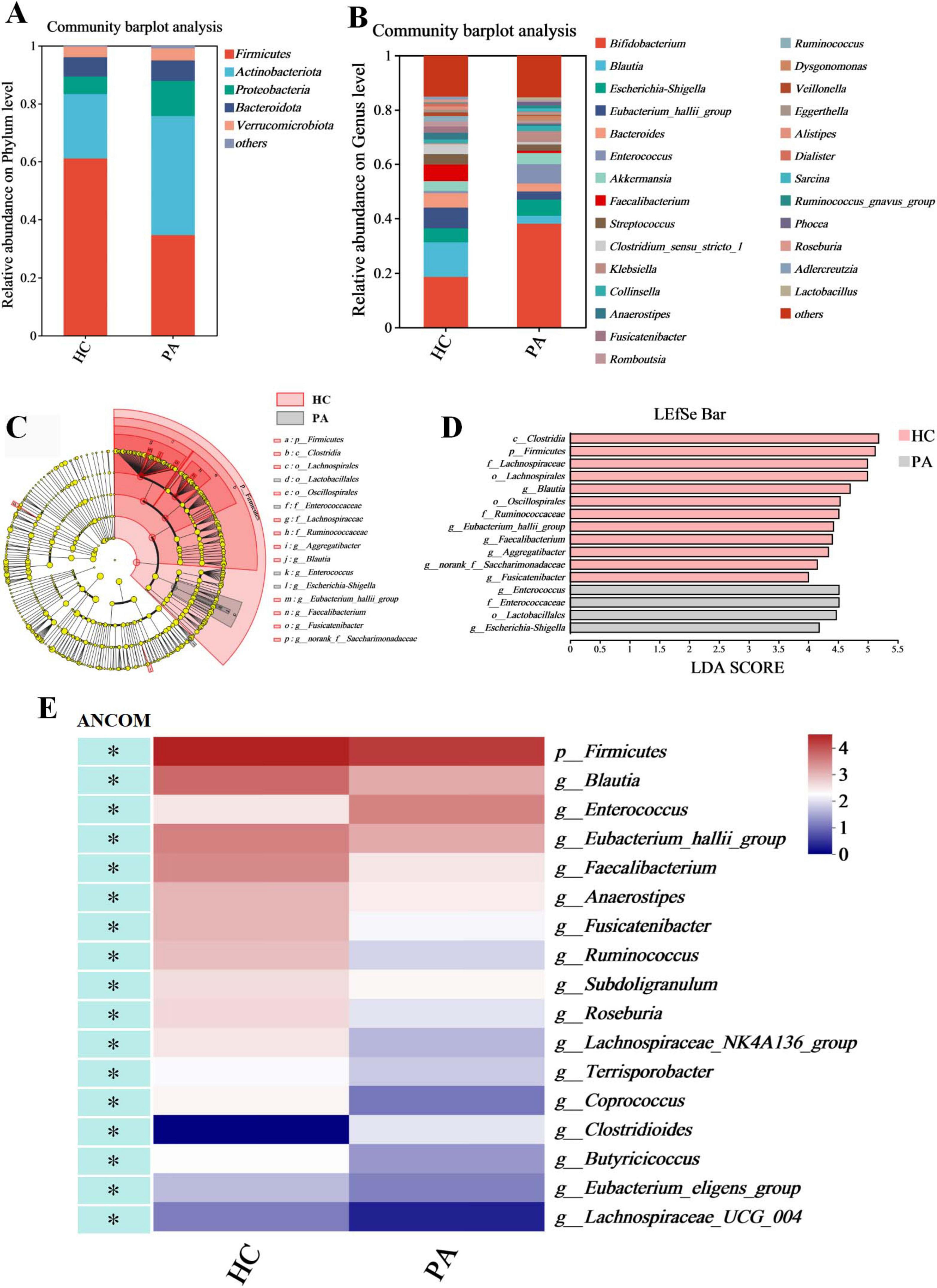 The image contains five panels depicting microbiome analyses. Panel A shows a bar plot of microbial composition at the phylum level for HC and PA groups. Panel B displays a bar plot at the genus level across the same groups. Panel C is a cladogram illustrating the taxonomic distribution between HC and PA, with significant taxa highlighted. Panel D presents a LEfSe bar chart showing the LDA scores of different taxa, indicating their significance in each group. Panel E is a heatmap from an ANCOM analysis, highlighting the abundance of specific taxa between HC and PA, with varying shades representing different abundance levels.