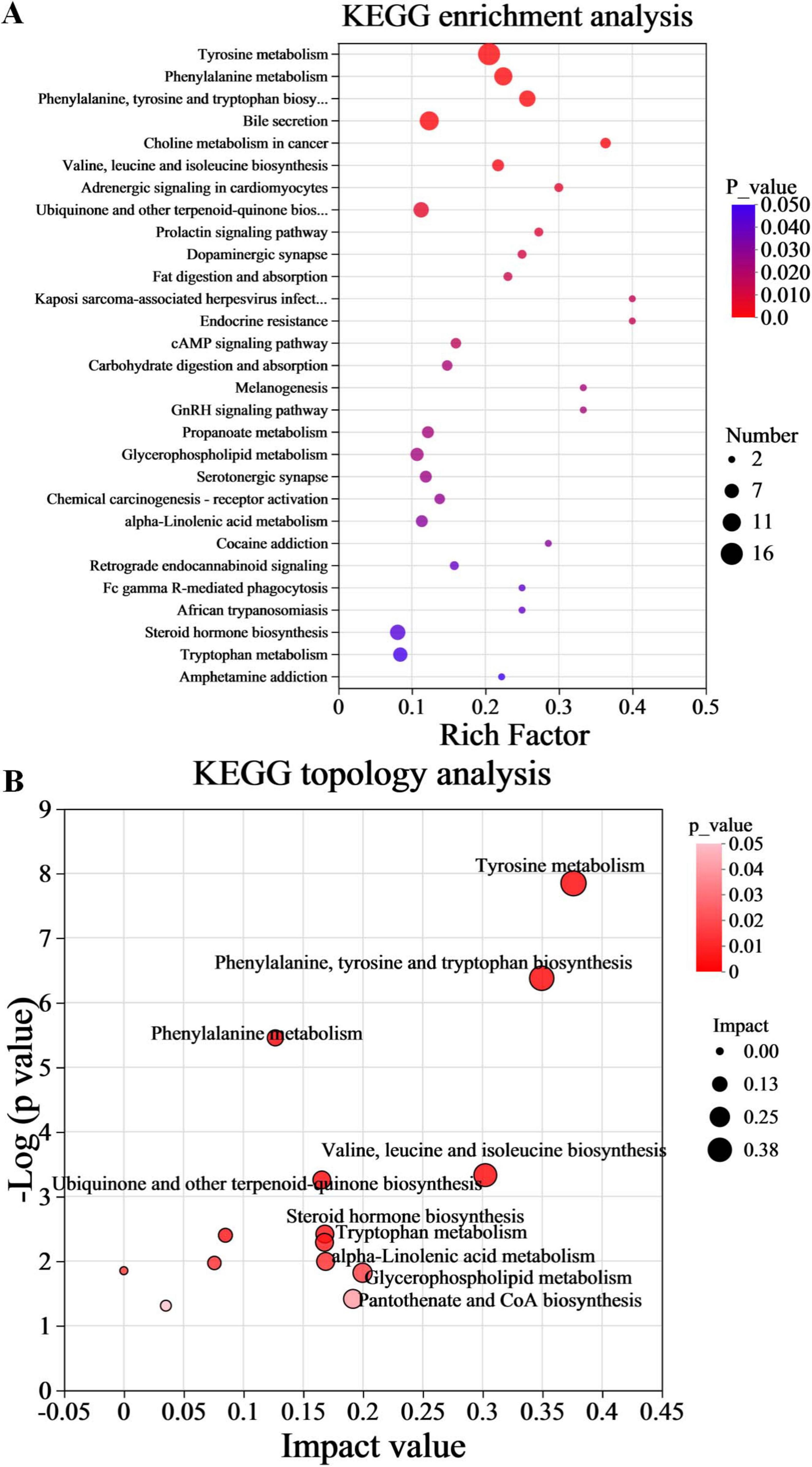Panel A shows a KEGG enrichment analysis with pathways ranked by Rich Factor. Dot sizes indicate the number of genes, and color intensity represents p-values, with pathways like “tyrosine metabolism” highlighted. Panel B is a KEGG topology analysis, plotting pathways by impact value and negative log p-value. “Tyrosine metabolism” and “Phenylalanine, tyrosine, and tryptophan biosynthesis” are prominently highlighted with larger, darker dots.
