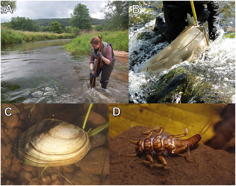 Figure 1 - (A) Example of a scientist collecting river invertebrates by kicking or sweeping along the river bottom.