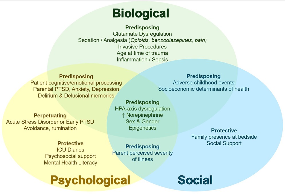 Venn diagram depicting interactions among biological, psychological, and social factors. Biological section includes factors like glutamate dysregulation and inflammation. Psychological factors involve cognitive processing and PTSD. Social factors cover childhood events and socioeconomic determinants. Overlapping areas highlight connections such as HPA-axis dysregulation and protective elements like ICU diaries and family support.